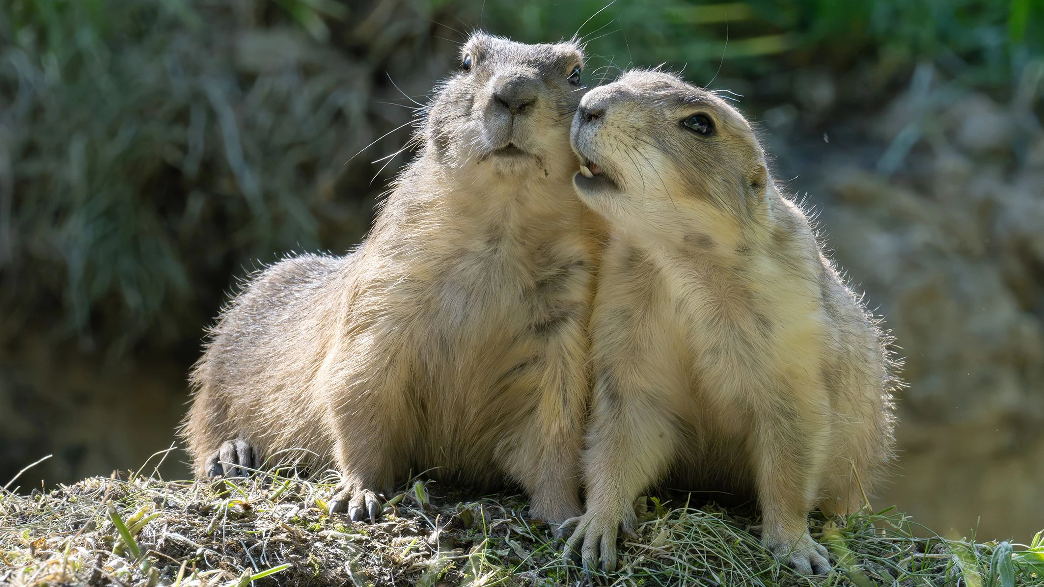 Die putzigen Stars des Zoos. 