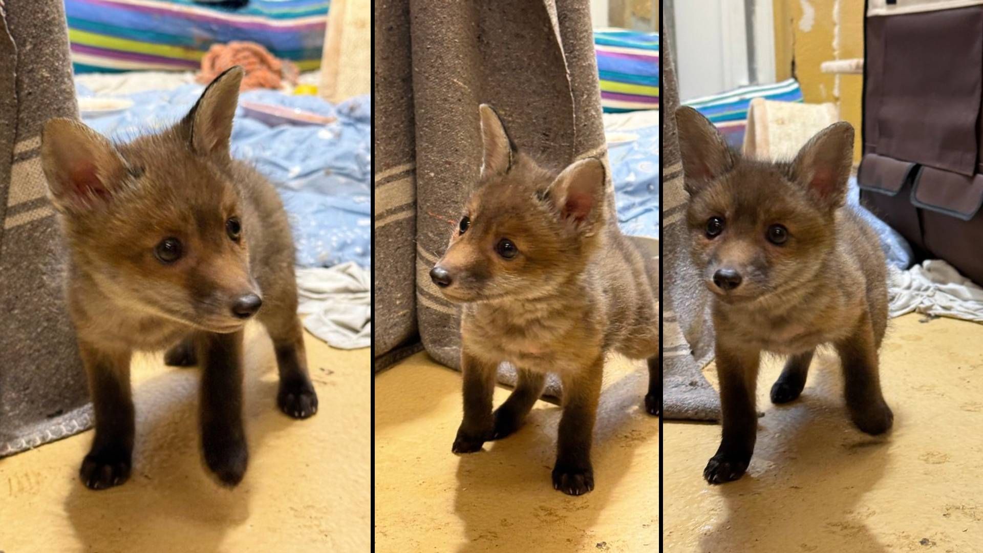 Heute.at - Fuchsbaby-Boom im Tierschutzhaus Vösendorf
