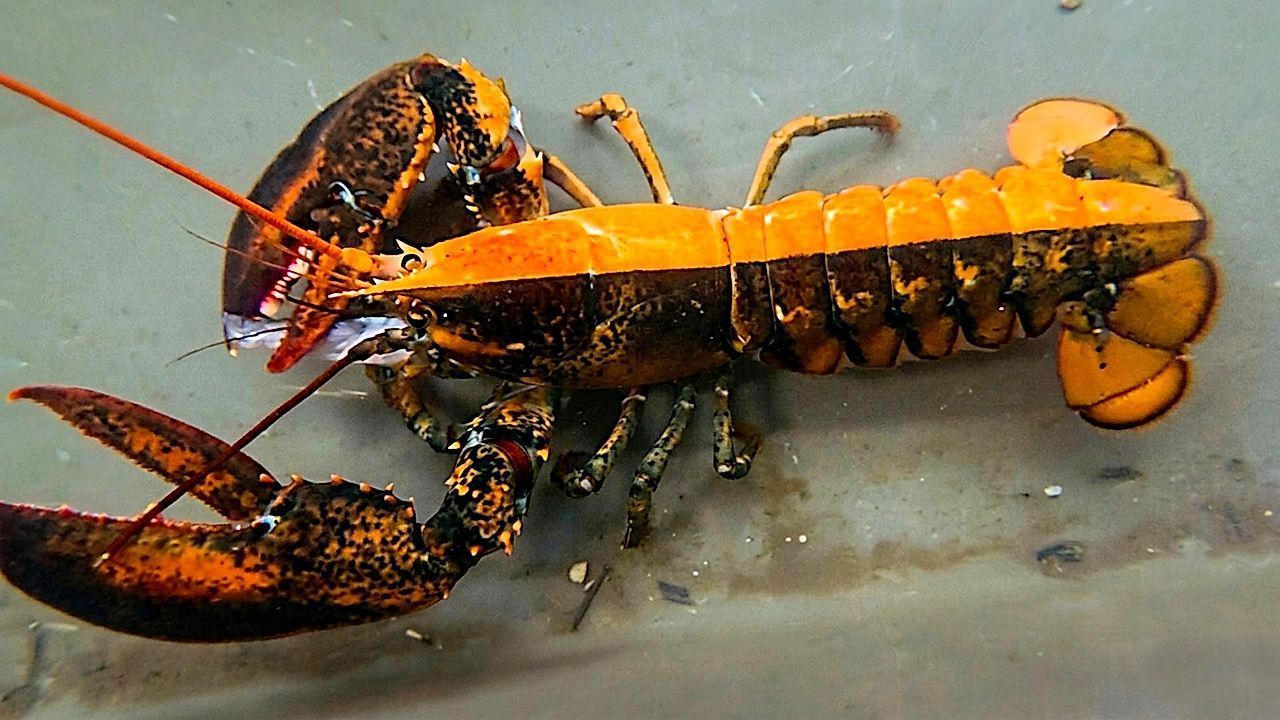 Dieses hübsche Exemplar kommt zum Glück nicht auf den Teller.