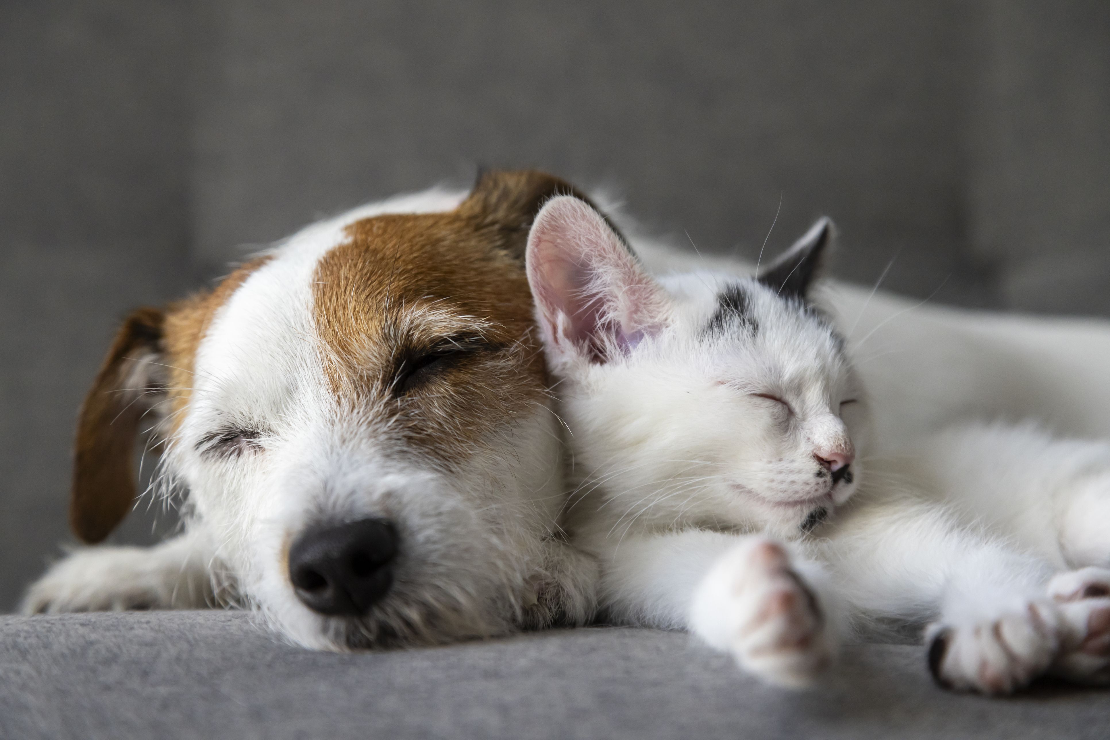 Heute.at - EU führt ganz neue Chip-Pflicht für Haustiere ein