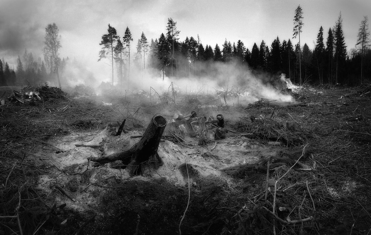 Waldbrand in Europa