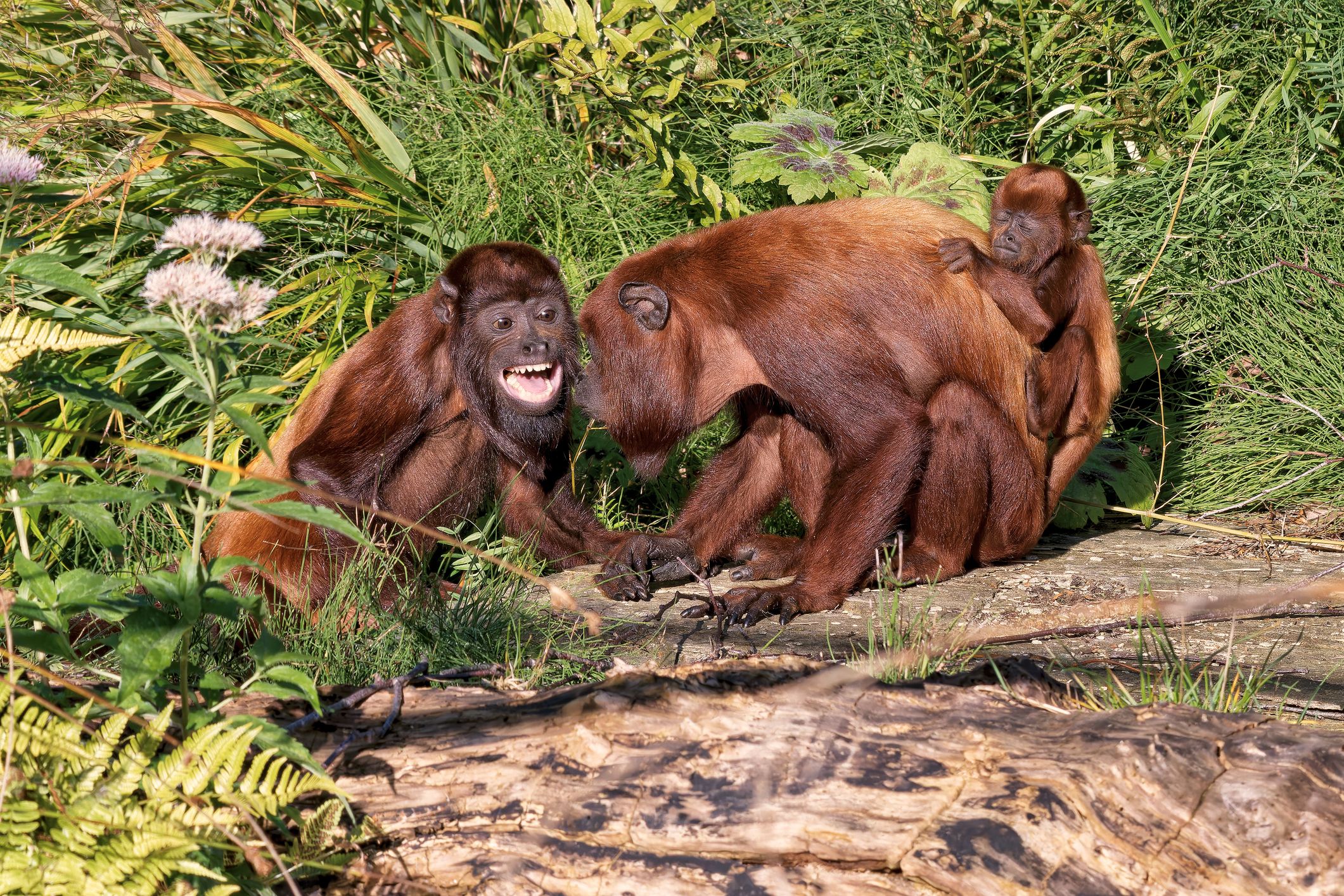 Name: Golden-mantled howler