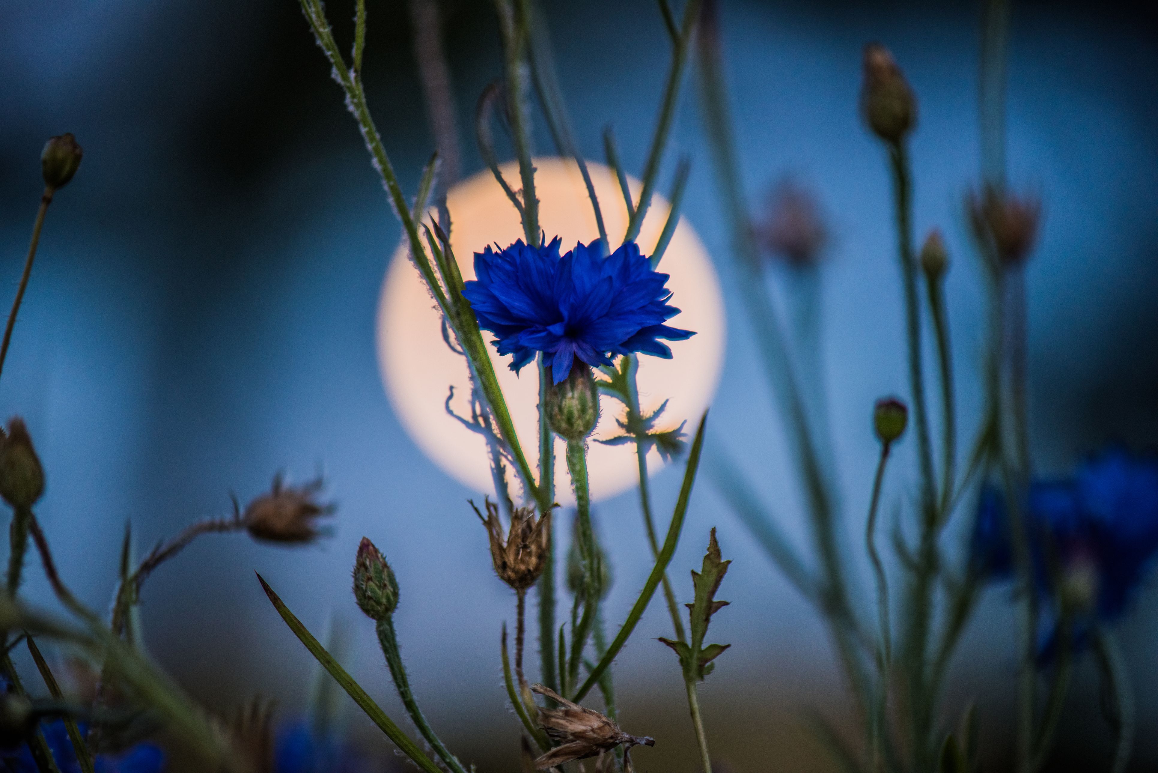 Luna vor einer Kornblume - der Mond im Mai heißt 