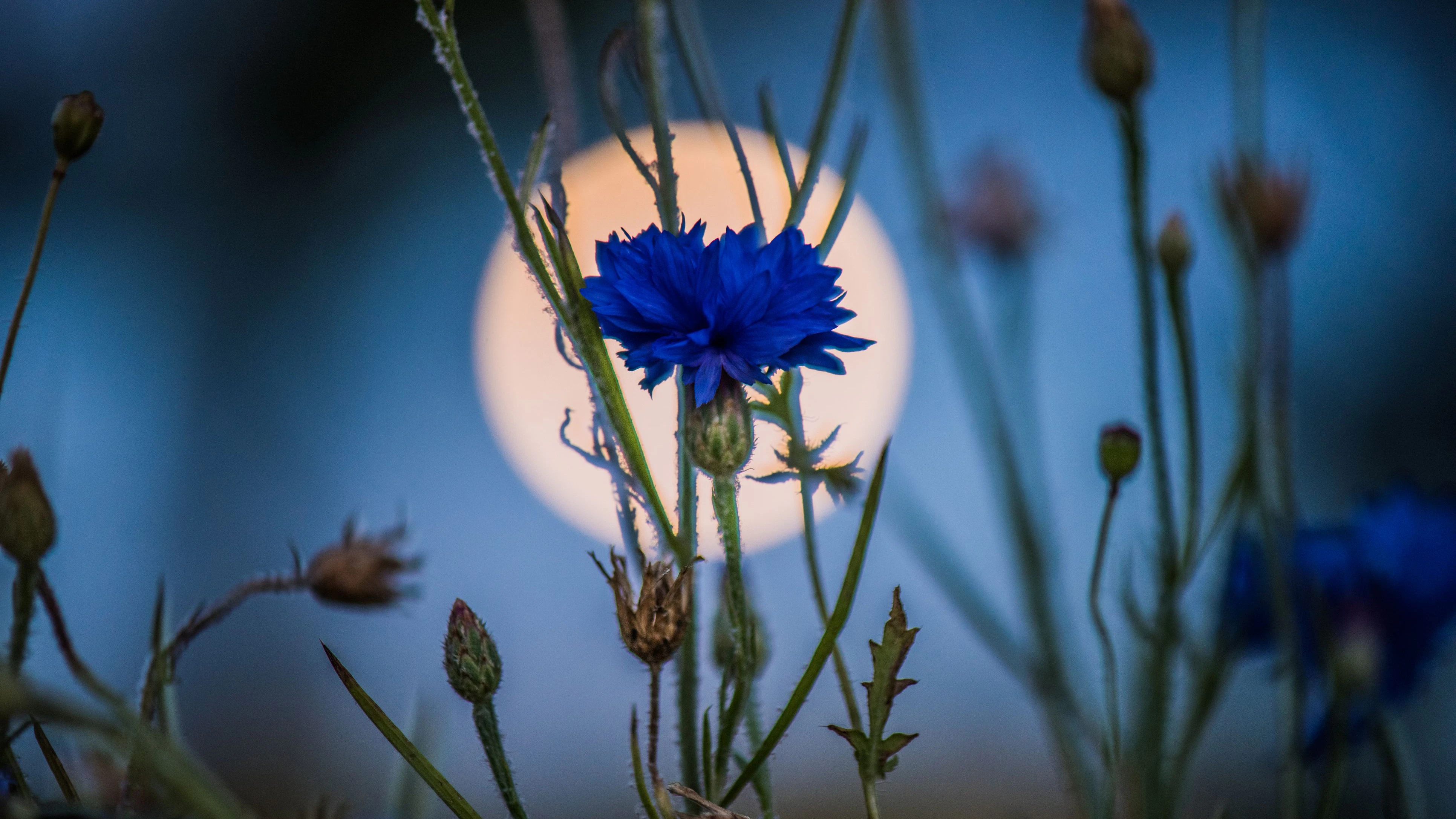 Luna vor einer Kornblume - der Mond im Mai heißt "Blumenmond", wenn Vollmond ist.