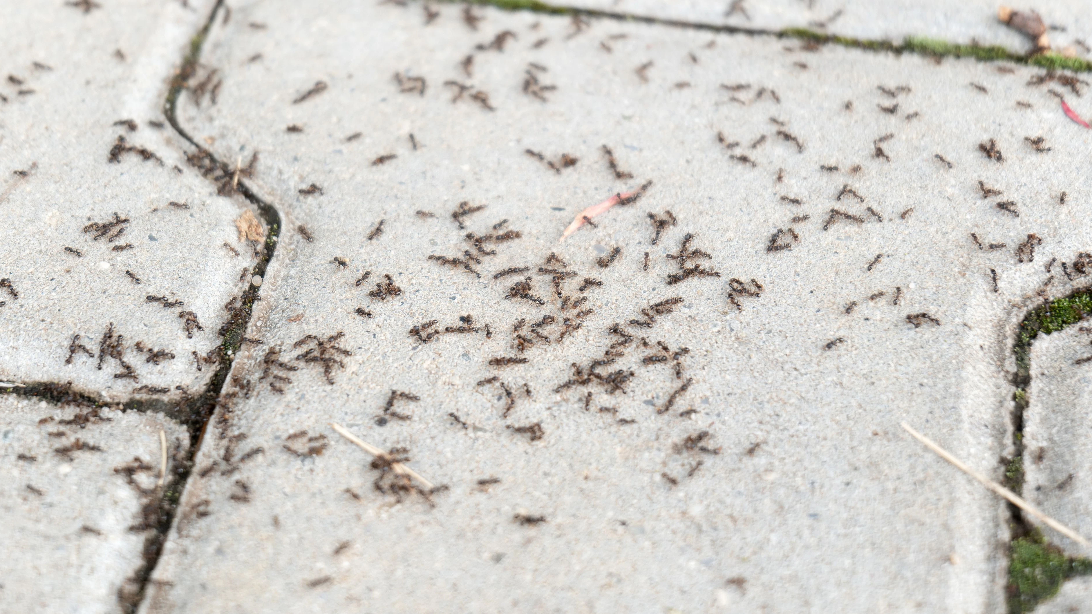 Heute.at - So vertreibst du Ameisen endgültig aus deinem Garten