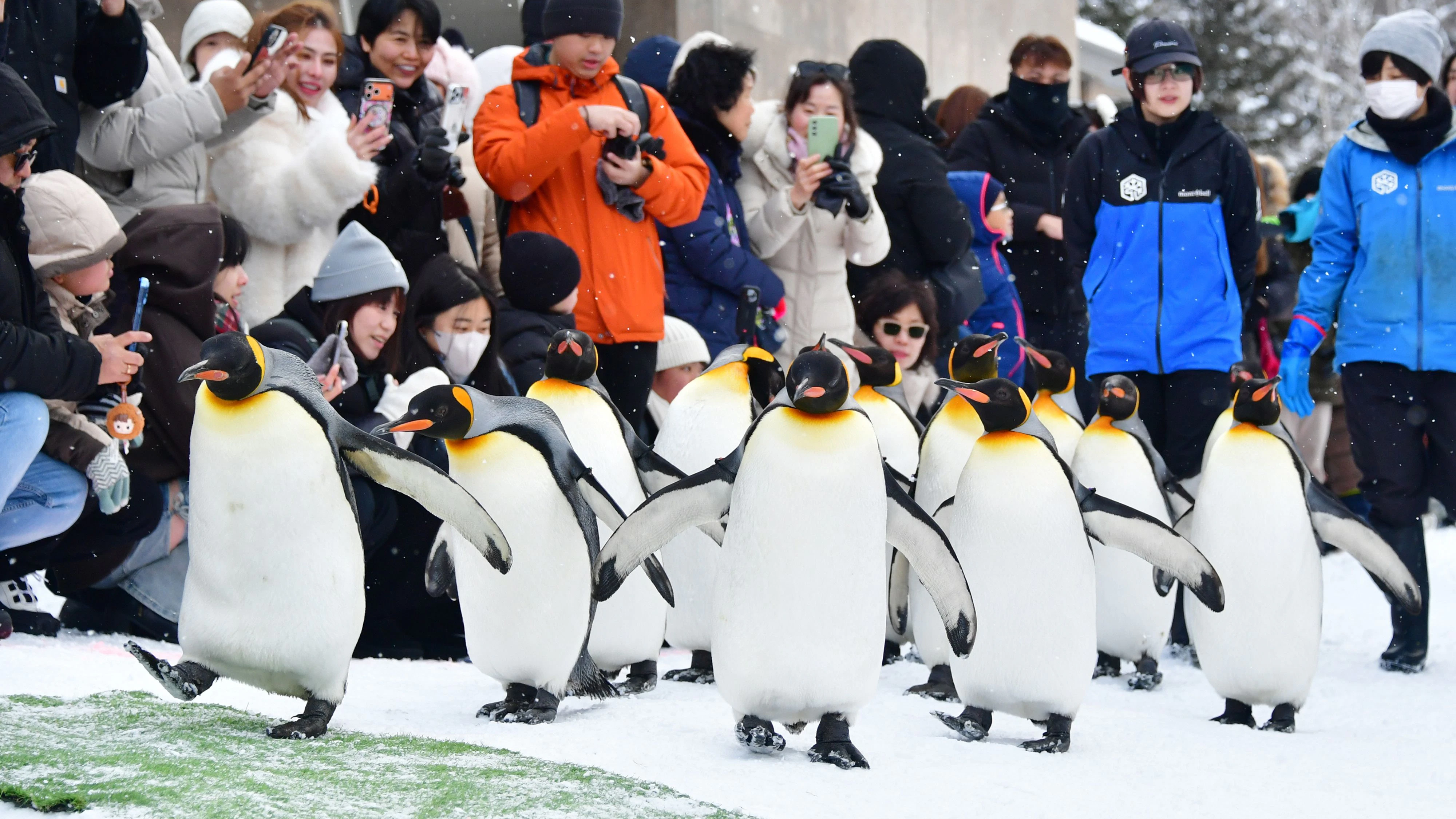 Vor allem der jährliche "Pinguin Spaziergang" quer durch den Zoo ist ein Highlight für Besucher. Die Kaiserpinguine watscheln hier durch die ganze Anlage, um genügend Sport im Winter zu machen. 