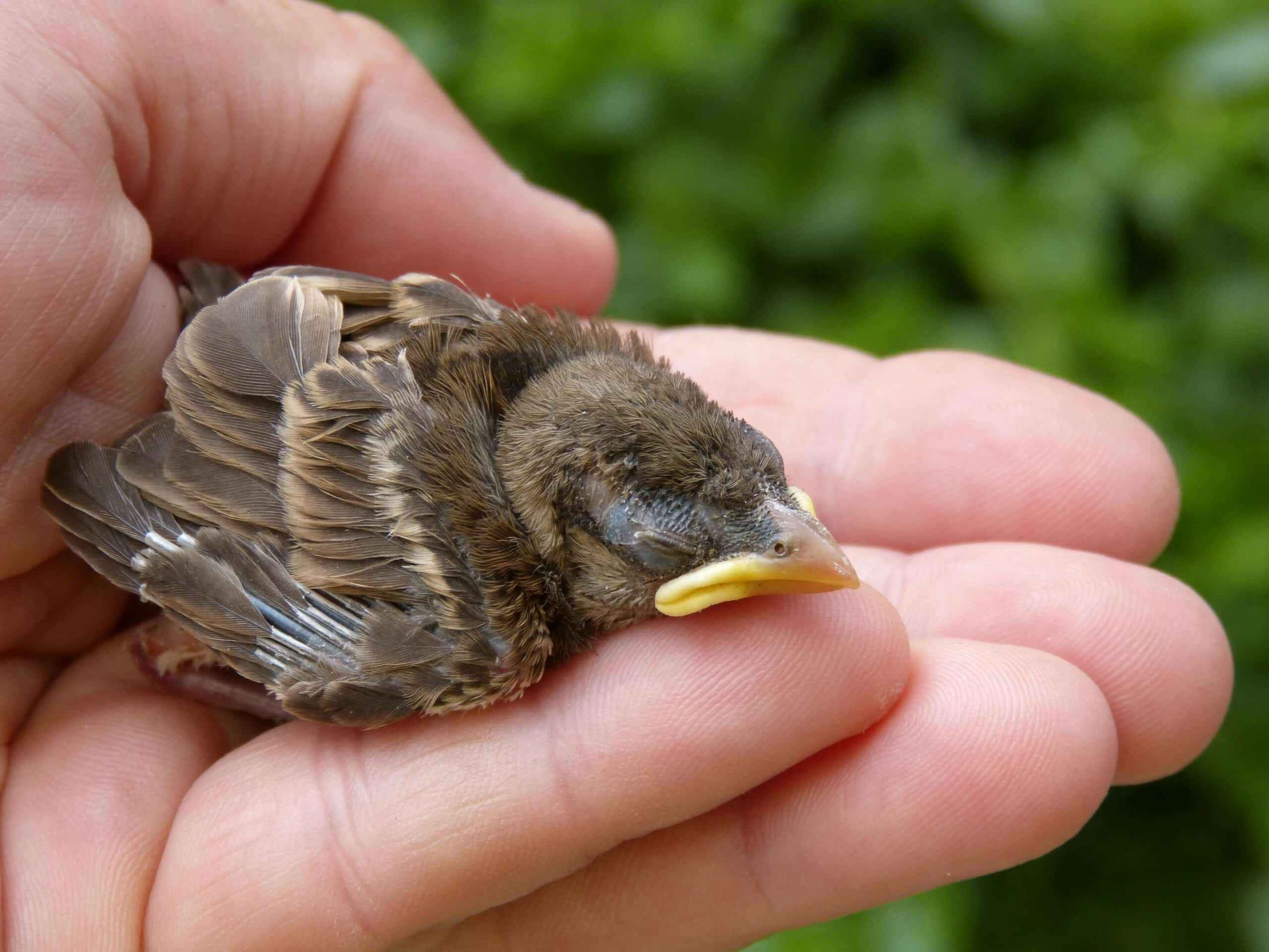 Menschliche Hilfe ist manchmal notwendig und manchmal eben auch fatal!