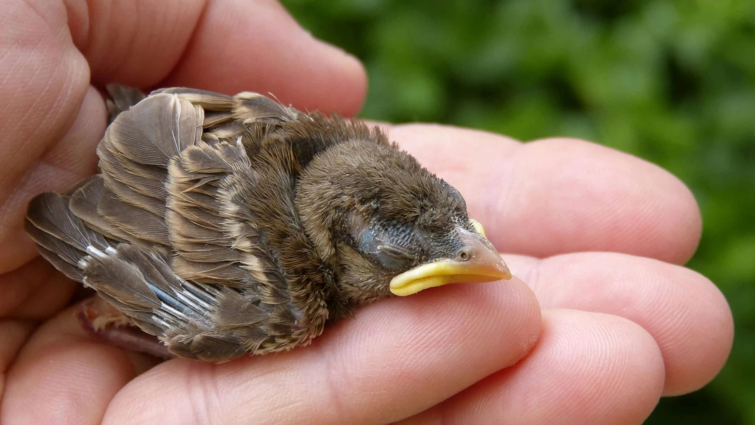 Heute.at - Das ist der Unterschied zwischen Nestling und Ästling
