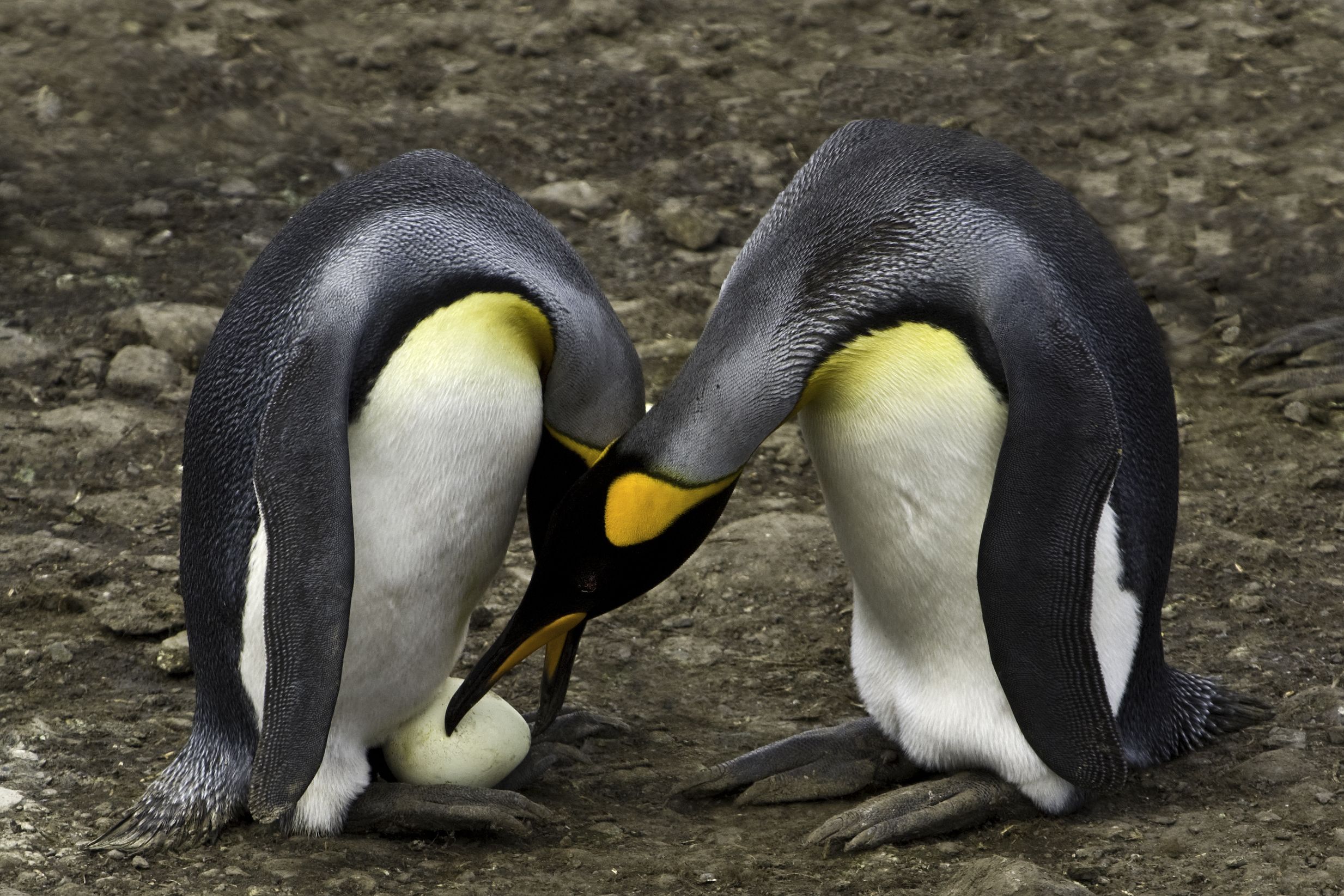 In dicht besiedelten Kolonien komme es immer wieder vor, dass Eier ihren Besitzern wechseln. (Symbolbild)
