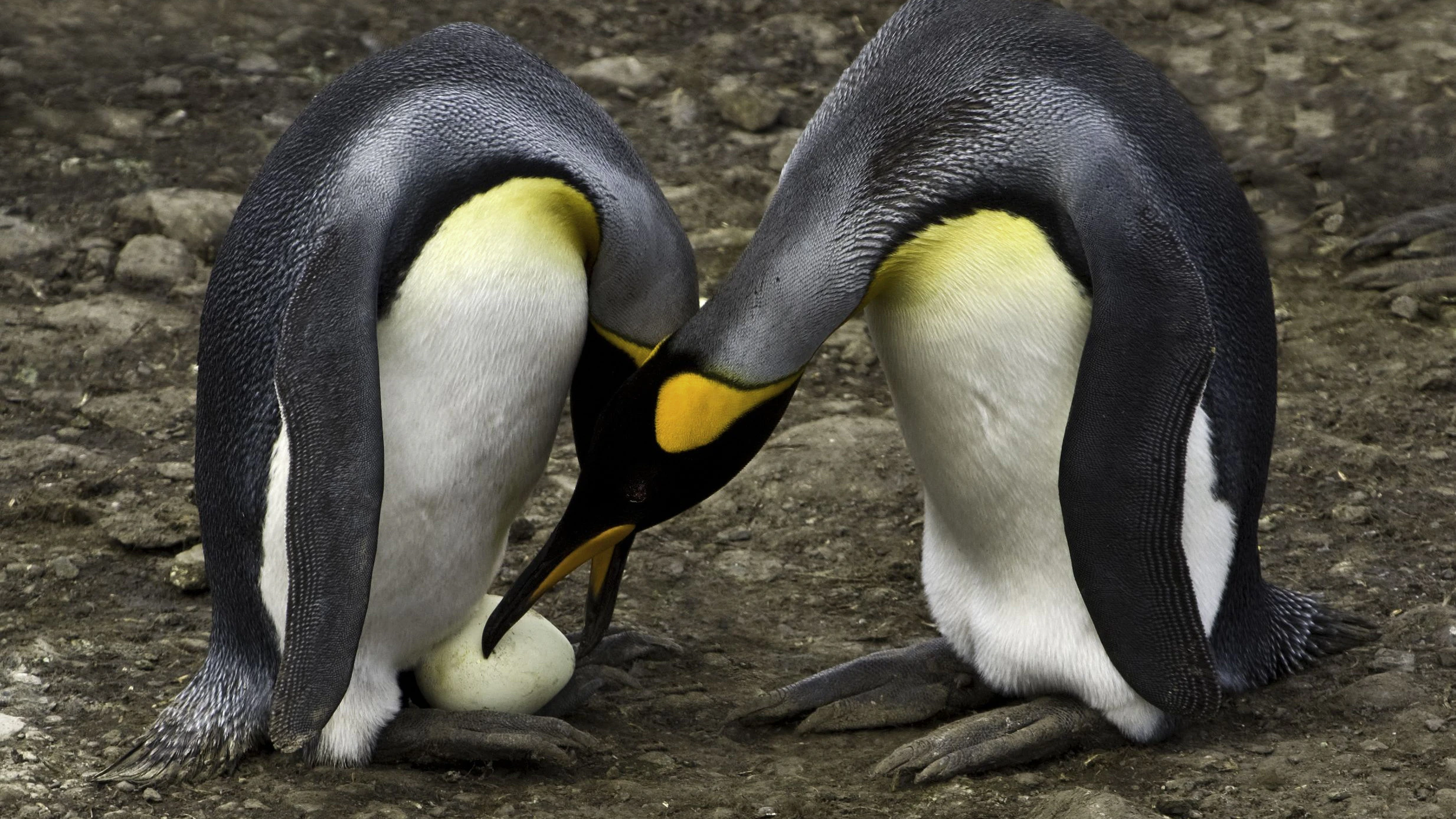 Heute.at - Homosexuelles Pinguin-Paar stiehlt Ei
