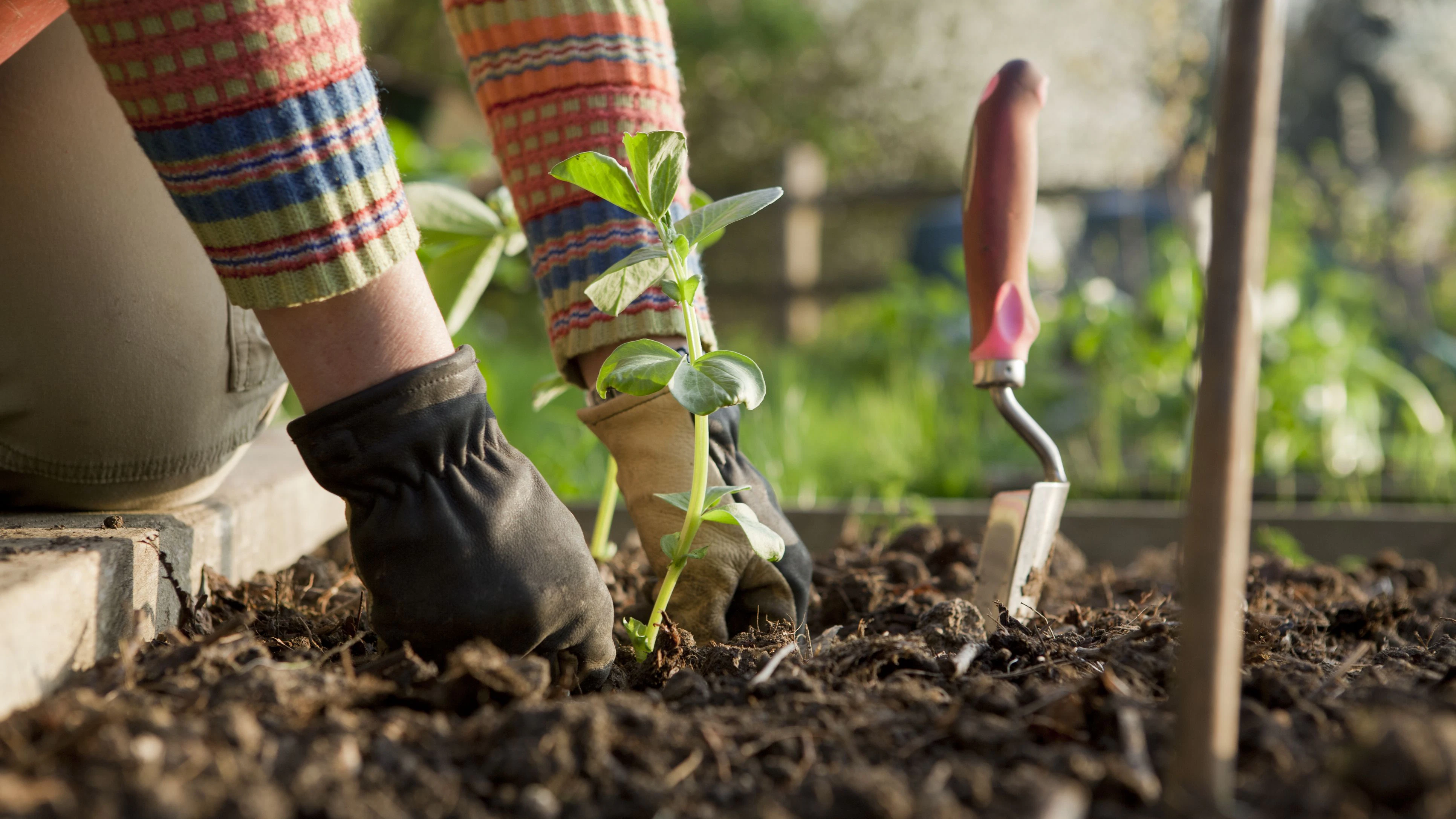 Woman gardener firming in a broad bean plant in a raised bed on an allotment.