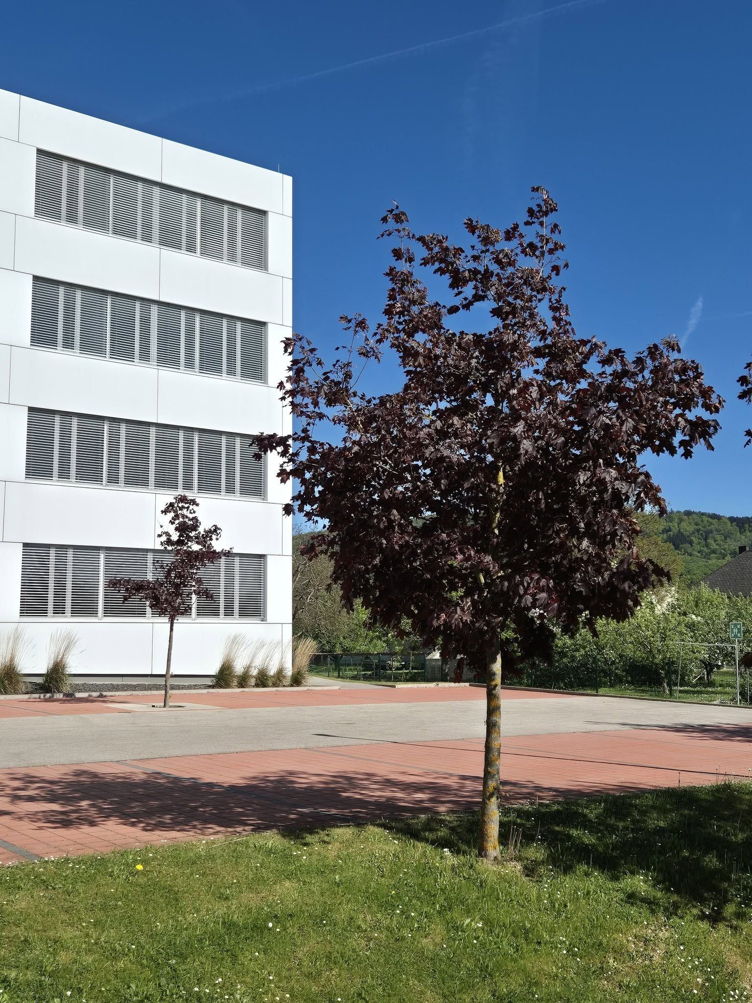 Der Baum links steht auf versiegeltem Grund und ist deutlich kleiner gewachsen.