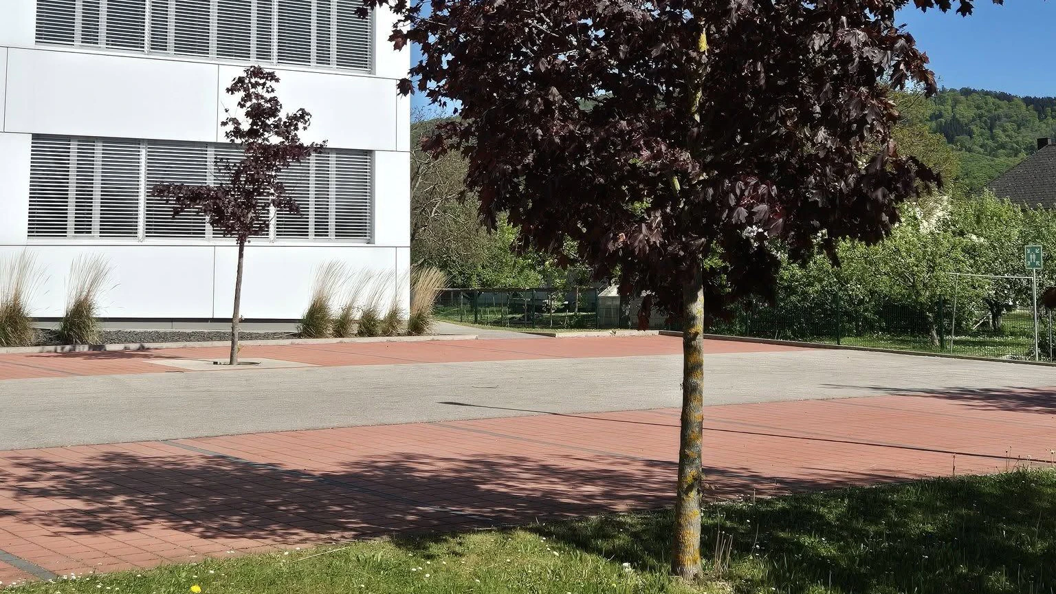 Der Baum links steht auf versiegeltem Grund und ist deutlich kleiner gewachsen.