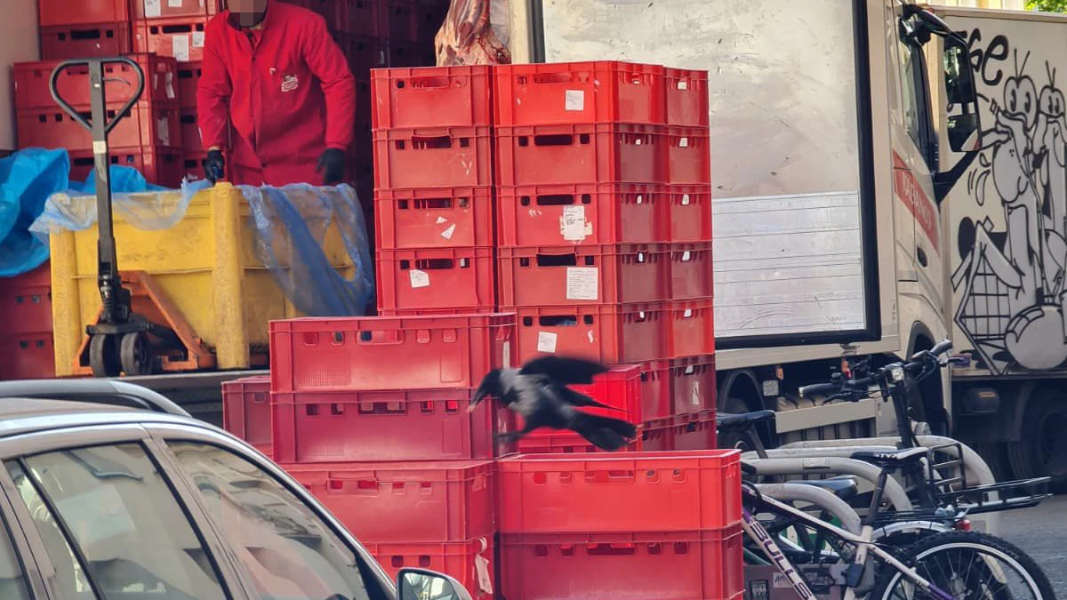 Das Fleisch liegt offen in Behältern und wird von Raben gefressen, bevor es abstransportiert wird. 
