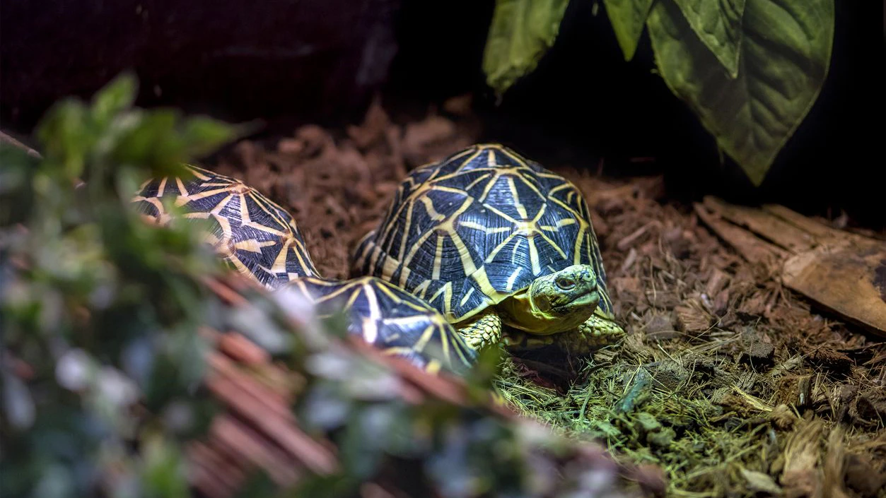Heute.at - 19-Jährige klebt sich 30 Schildkröten an den Körper