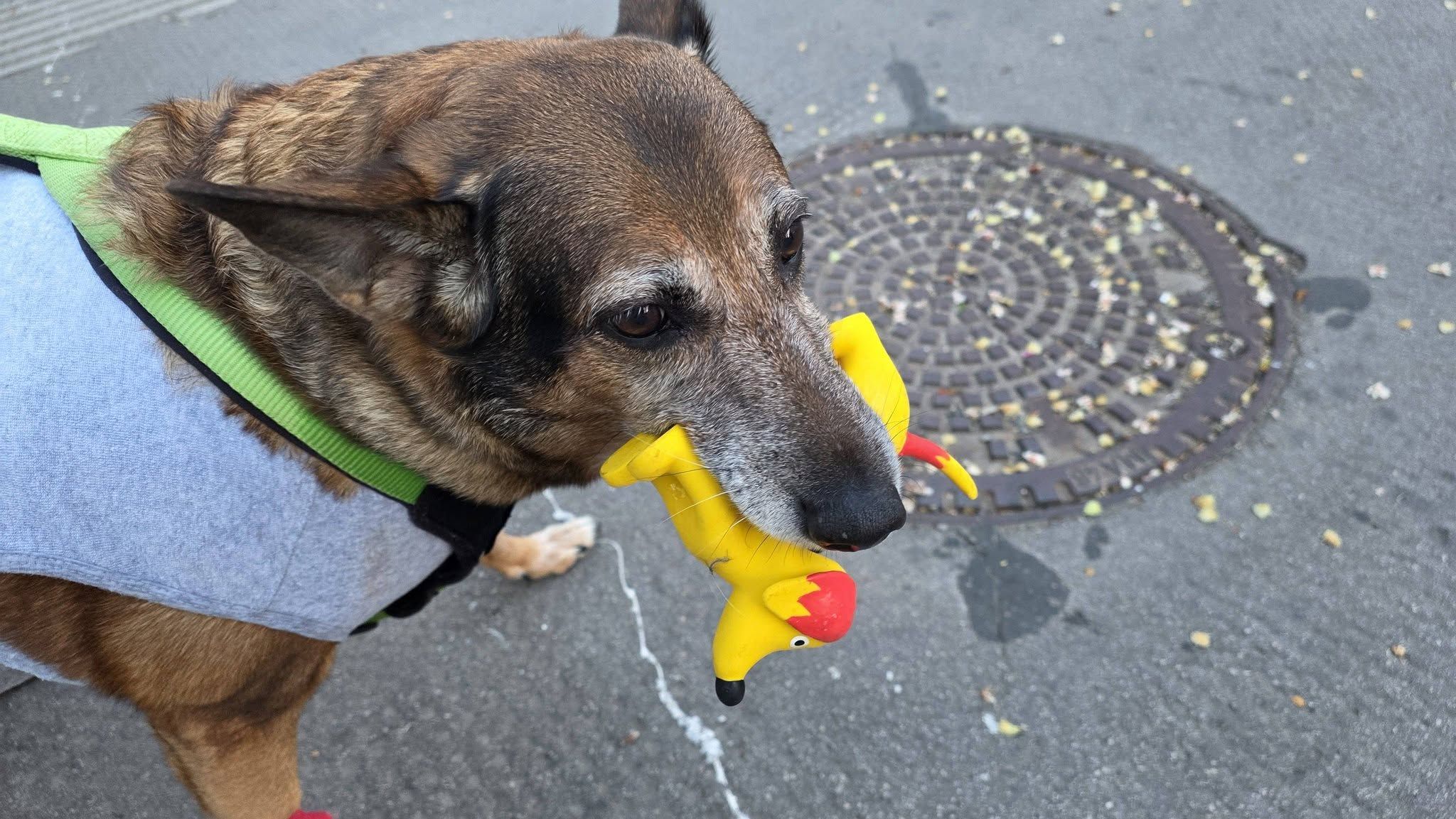 Ein Wiener wollte seine Hündin 