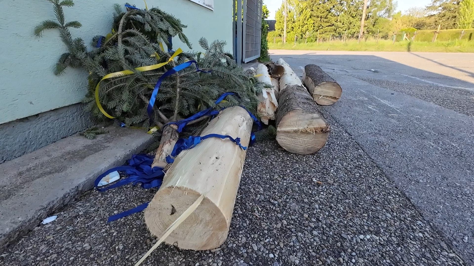 Der umgesägte Maibaum.