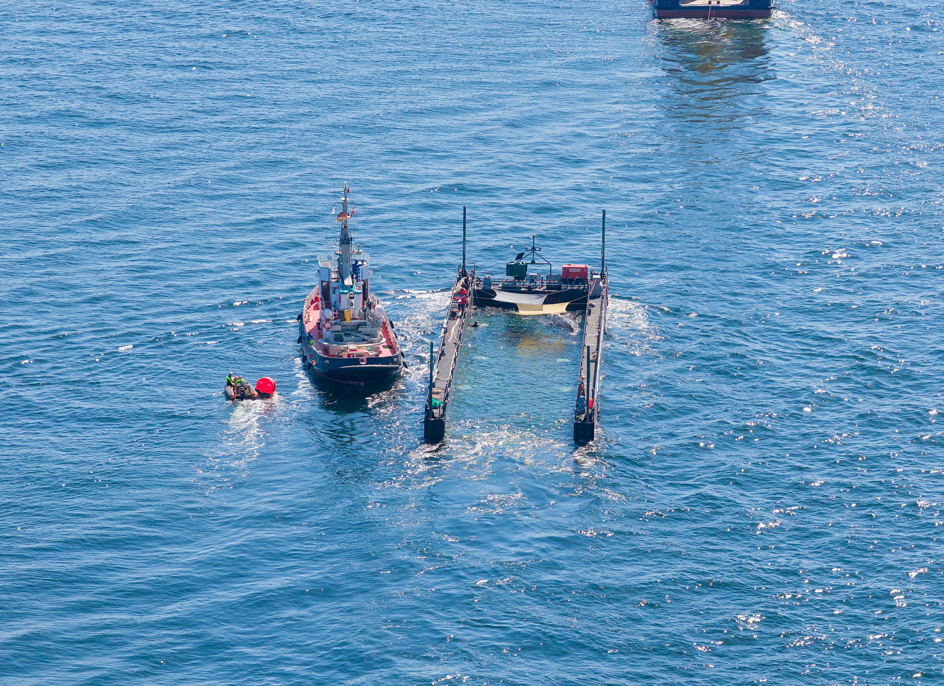 Das Schutznetz auf dem Lastkahn, das den Buckelwal Timmy während seines Transports von der Ostsee zuvor vom offenen Wasser getrennt hatte, wurde vor der Küste von Skagen, der nördlichsten Stadt Dänemarks entfernt. Gleichzeitig wurde das 