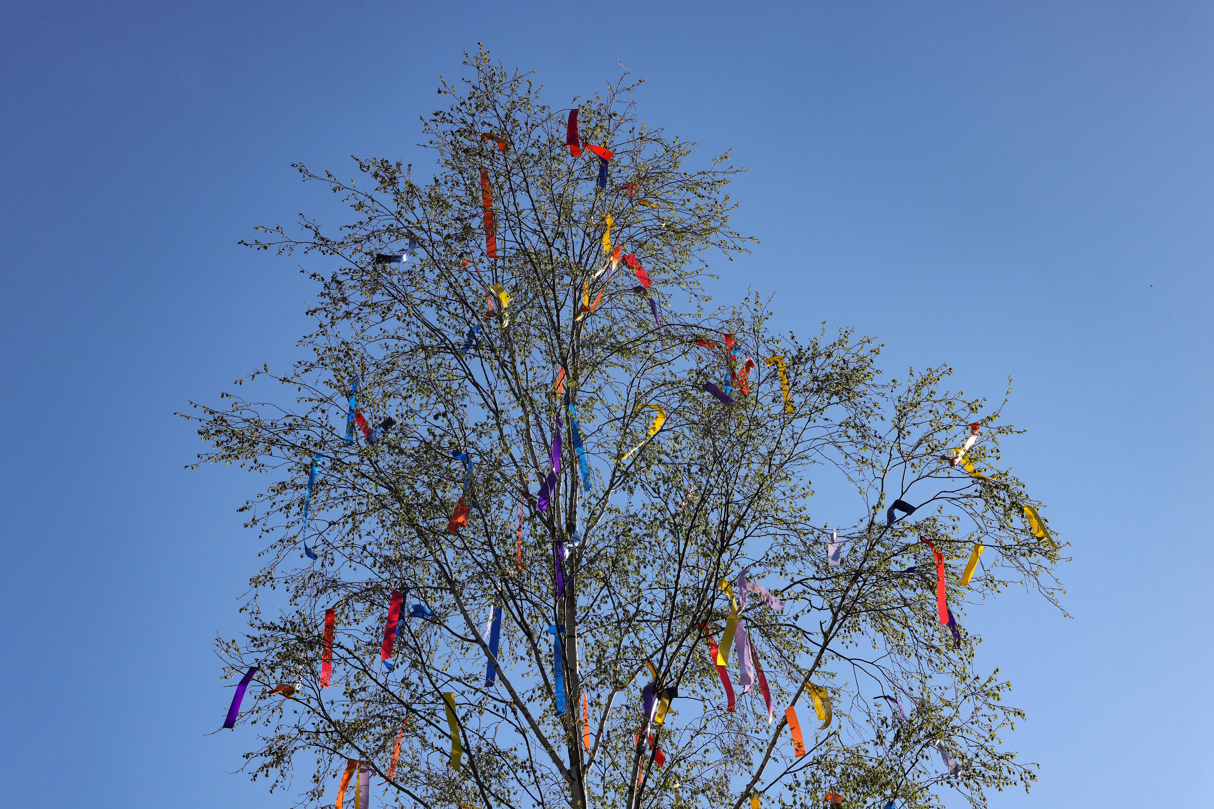 Ein Maibaum in Gosenbach vor blauem wolkenlosem Himmel am 1. Mai 2026. Gosenbach ist ein Stadtteil von Siegen, Deutschland.