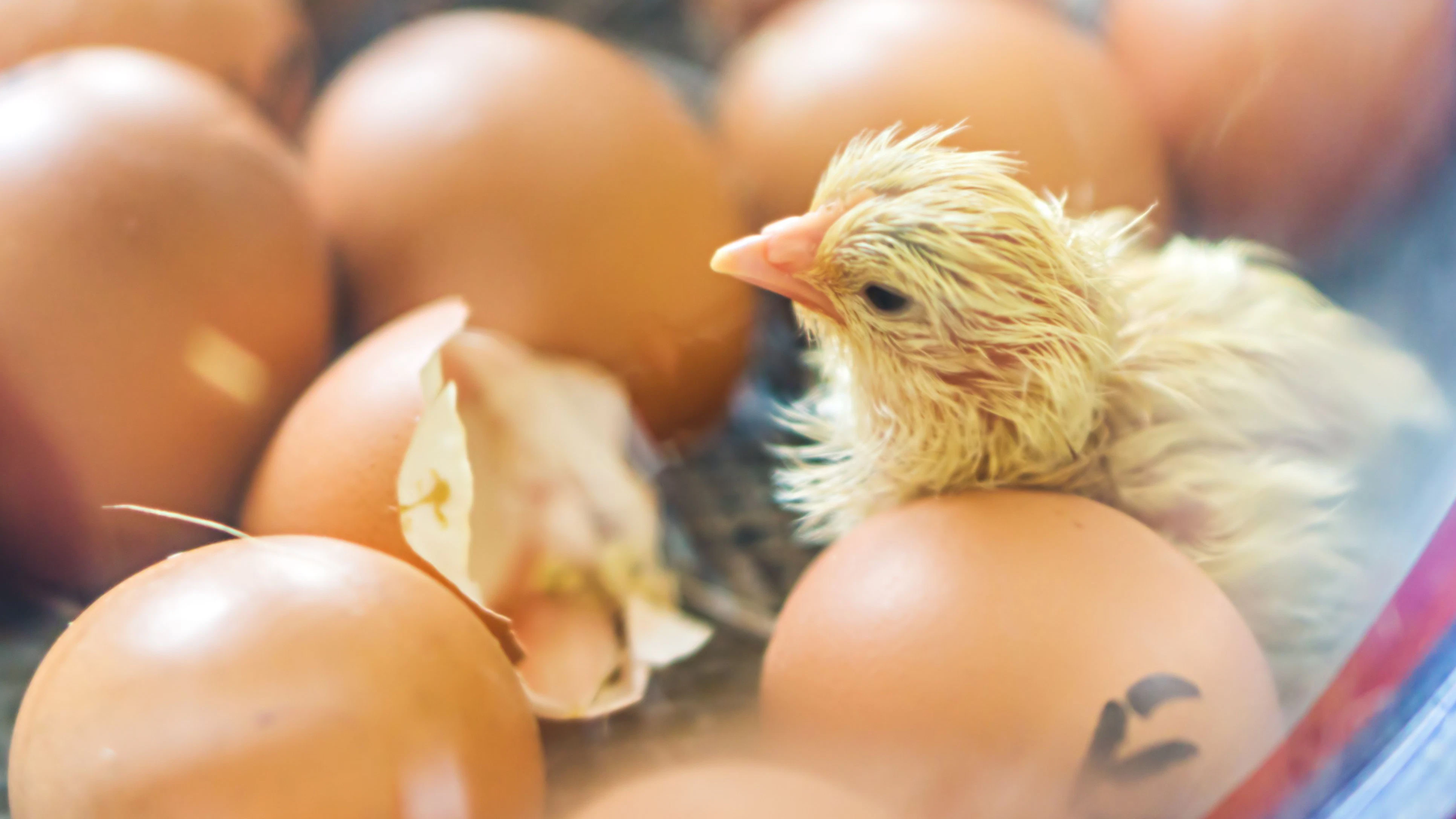 Heute.at - Küken Piepsi schlüpft aus Supermarkt-Ei