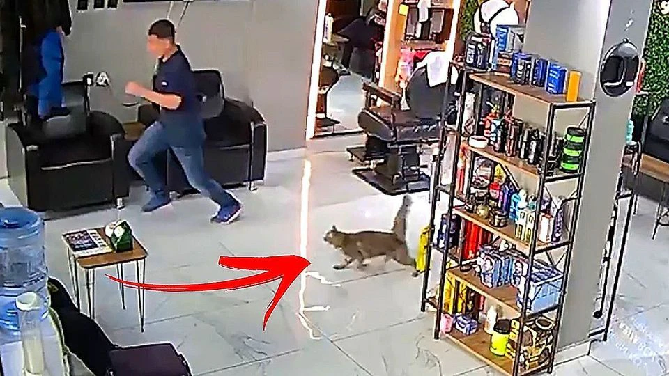 Heute.at - Katzenmama jagt zwei Männer aus Friseursalon