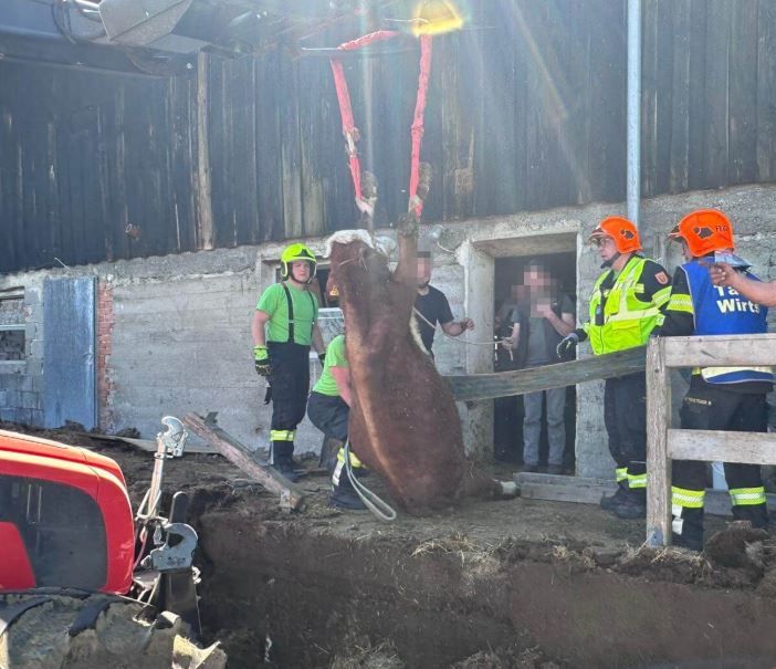 Jungstier Philipp nach spektakulärem Feuerwehr-Einsatz aus Betonschacht gerettet