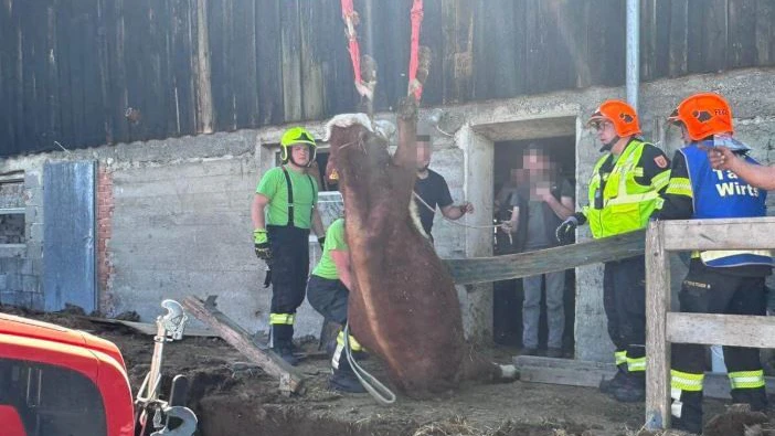 Jungstier Philipp nach spektakulärem Feuerwehr-Einsatz aus Betonschacht gerettet