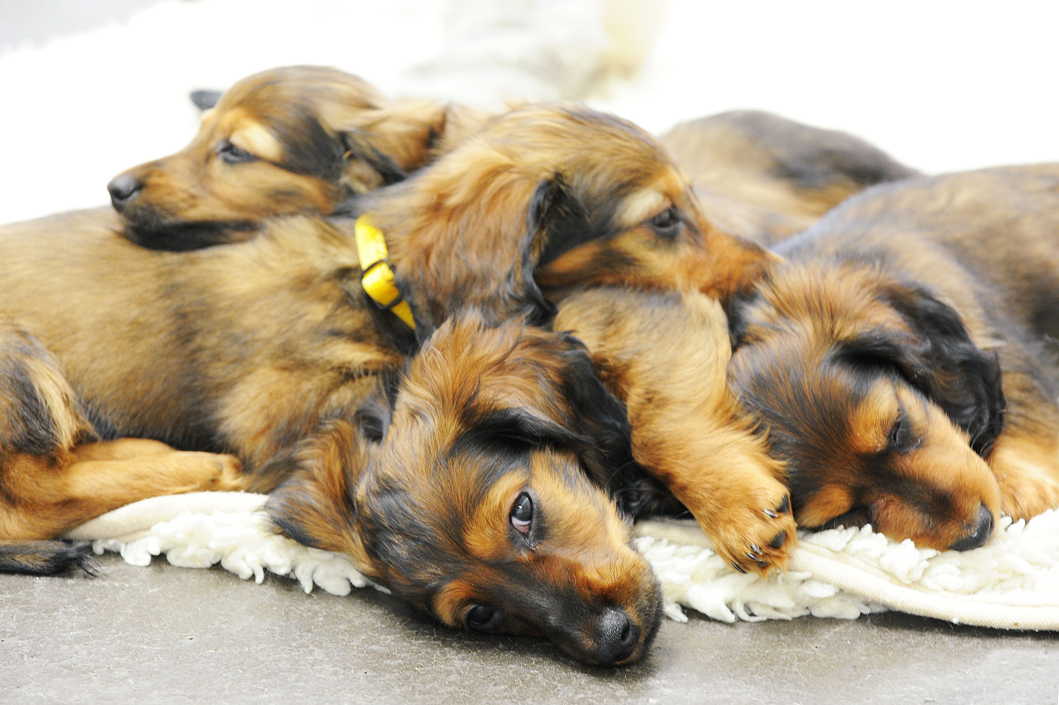 Die Hundebabys, aber auch zwei tragende Hündinnen, waren bereits dehydriert und geschwächt.