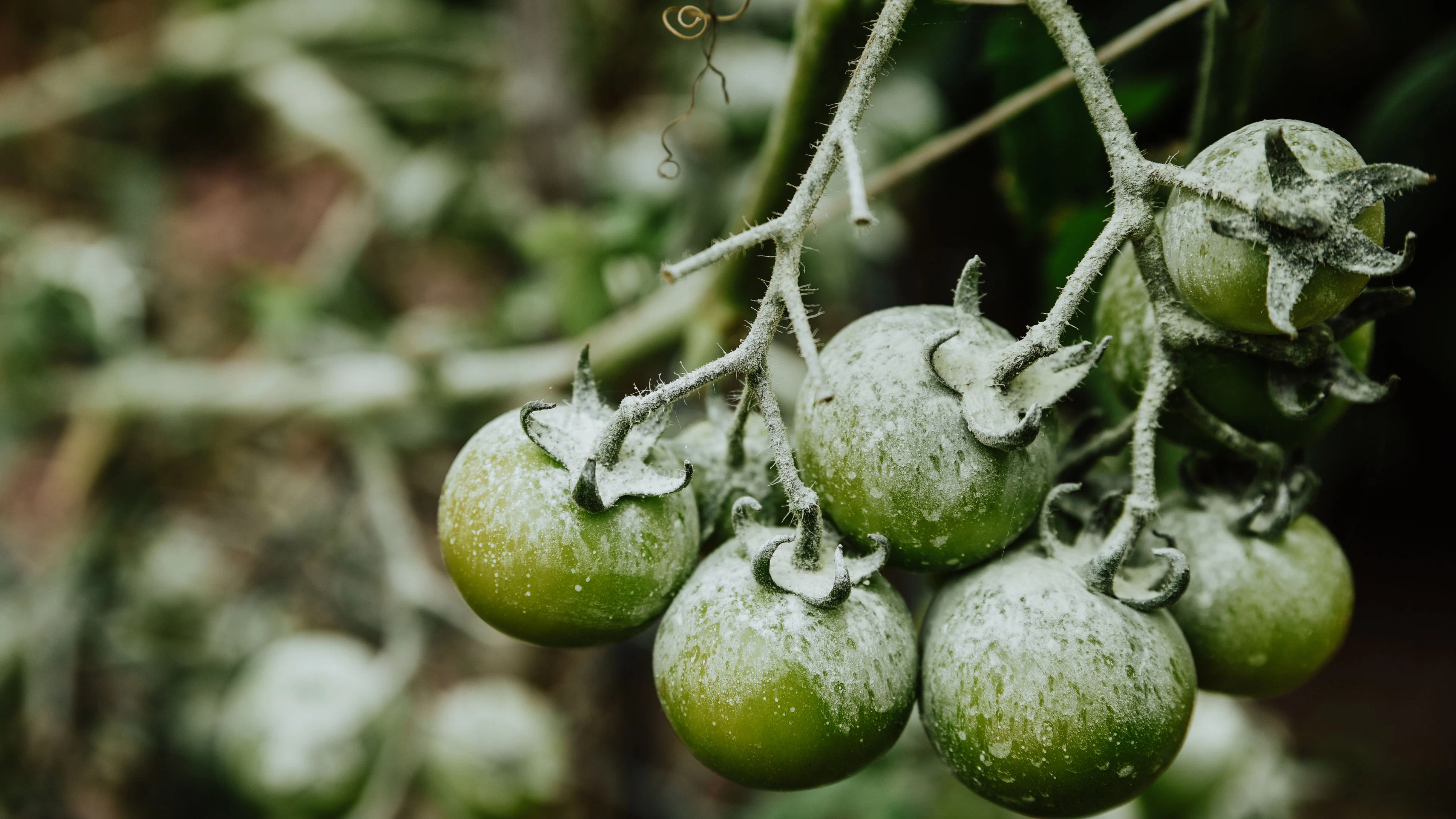 A closeup shot a branch of small green tomatoes in frost