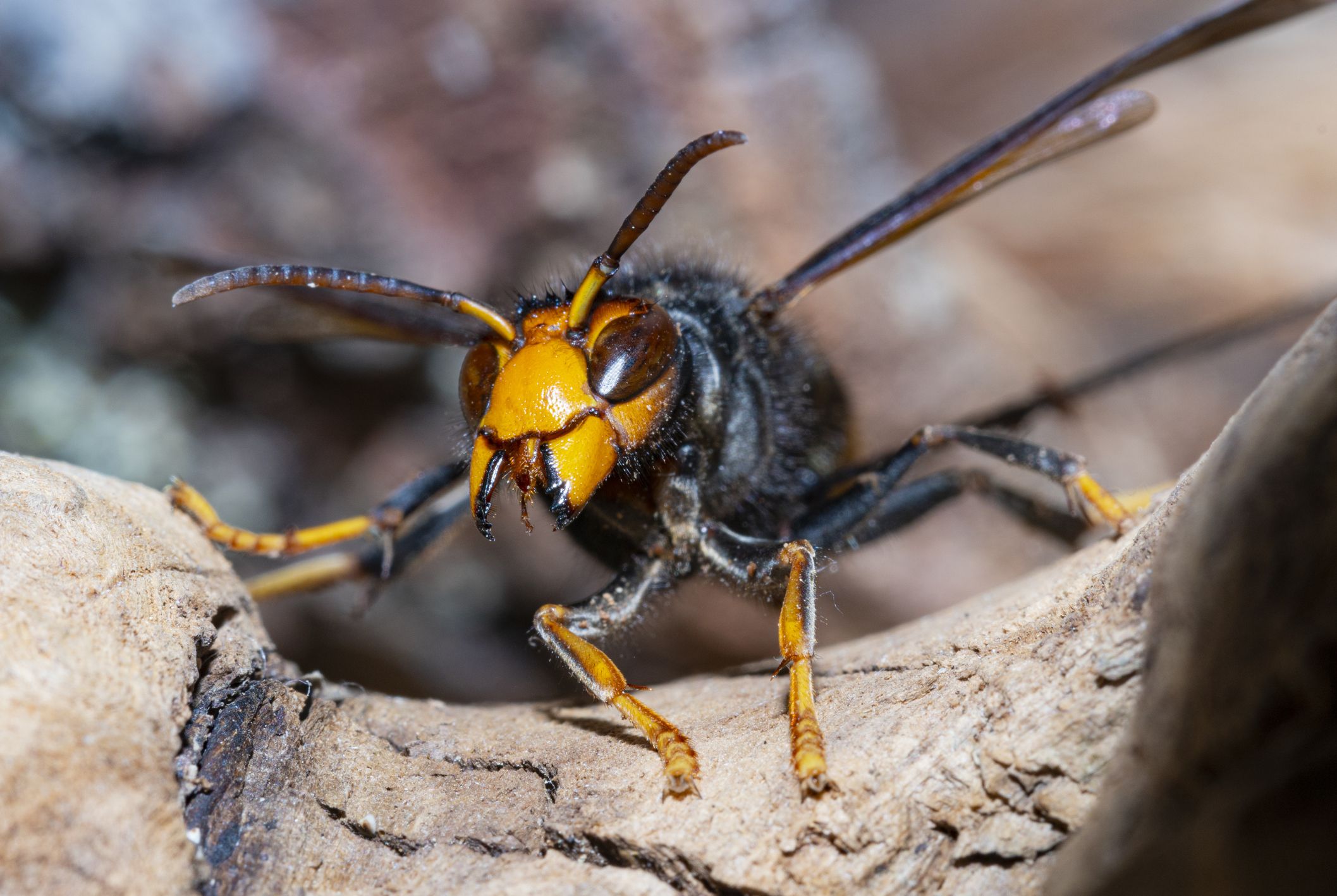 Besonders auffällig sind bei der Asiatischen Hornisse die leuchtend gelben Beinenden.
