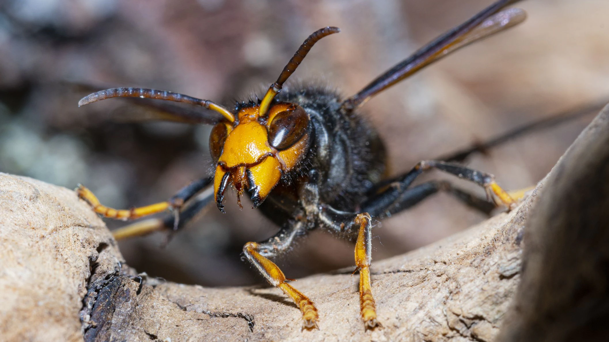 Asian hornet (Vespa velutina), also known as the yellow-legged hornet or Asian predatory wasp, is a species of hornet indigenous to Southeast Asia. It is of concern as an invasive species in European countries like France or Spain.