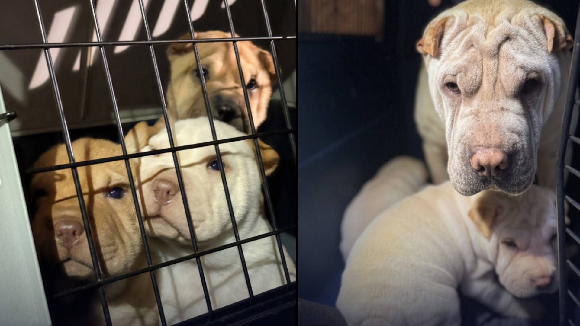 73 Shar Peis jeden Alters wurden vor acht Wochen in der Steiermark beschlagnahmt.