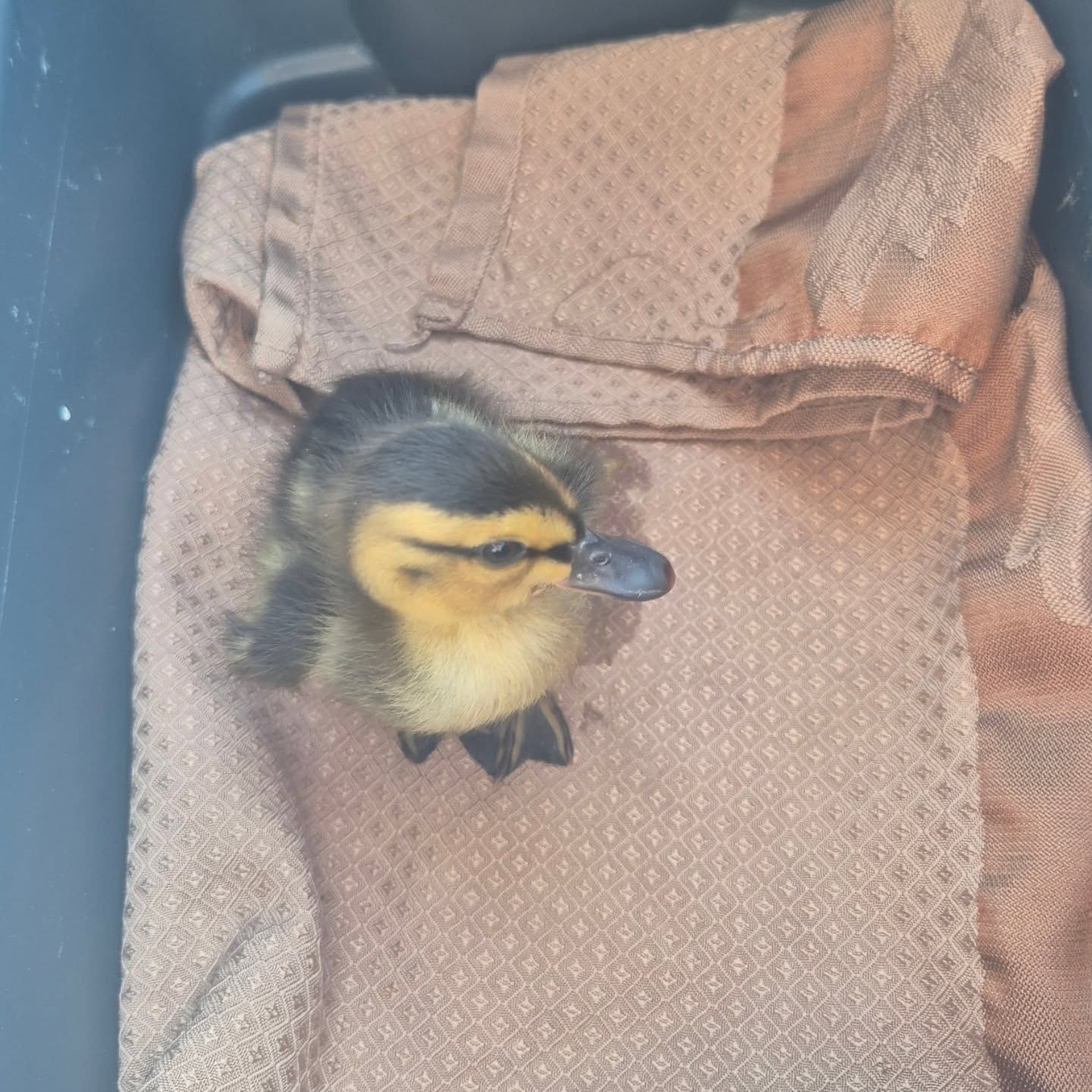 Heute.at - Entenbaby als Haustier – nun greifen Tierschützer durch