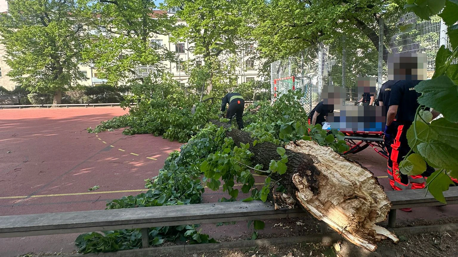 Heute.at - Drama in Wiener Park! Baum stürzt plötzlich auf Frau