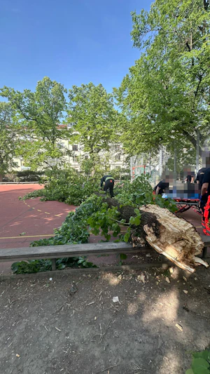 Baum-Unfall Wien: In Hernals stürzt ein morscher Baum auf eine Frau im Park. Polizei und Rettung im Einsatz, Frau mit Beinbruch ins Spital.