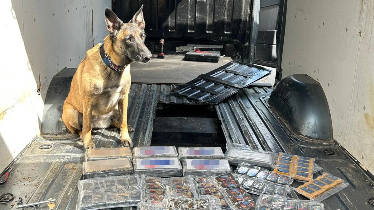 Polizeihund "Ornella vom Grenzturm" fand kiloweise Drogen in Haus und Autos.