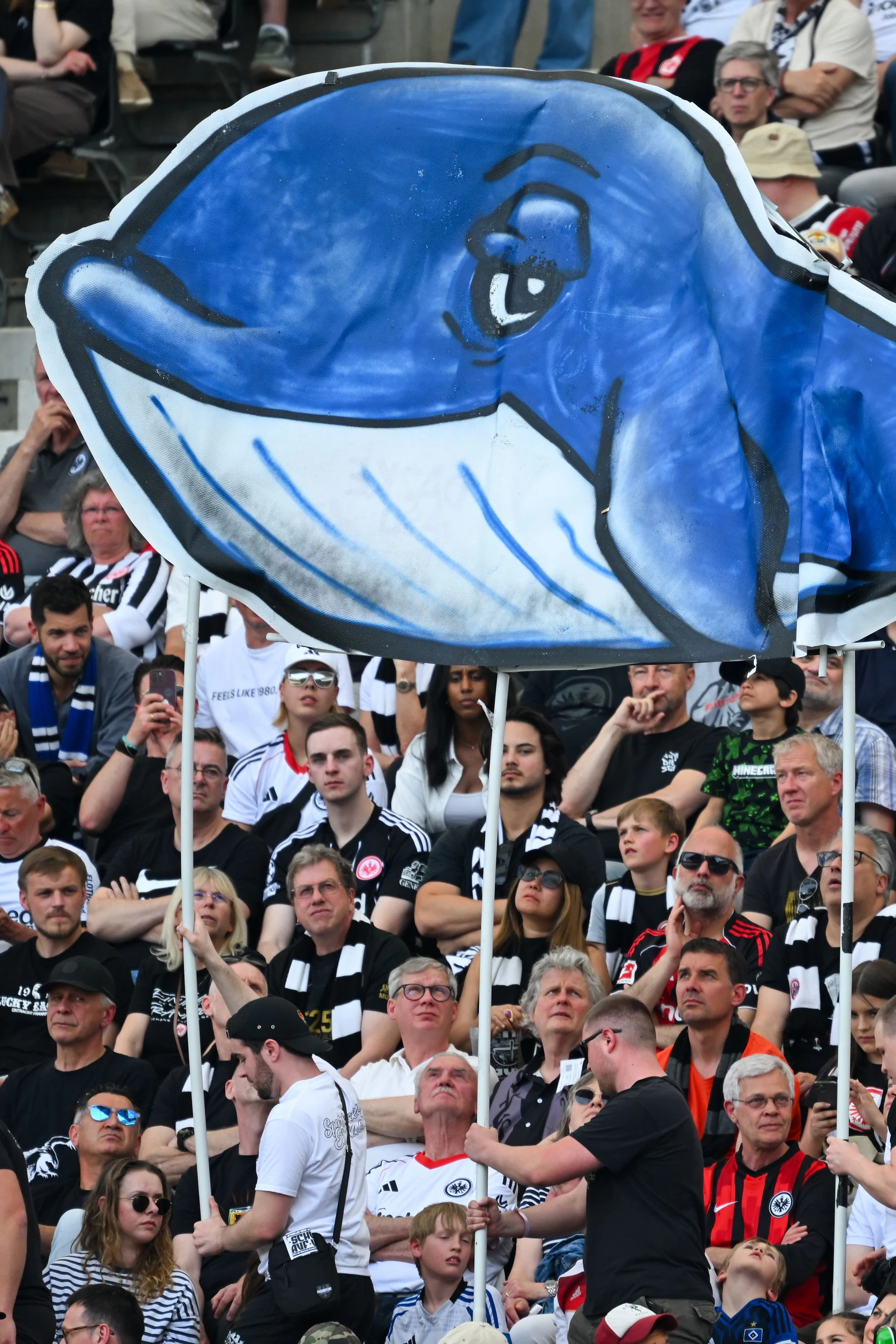Das neue Lieblingstier der Deutschen: Wal Timmy, hier am 2. Mai, dem Tag seiner Freilassung, als Maskottchen für die Fans des HSV