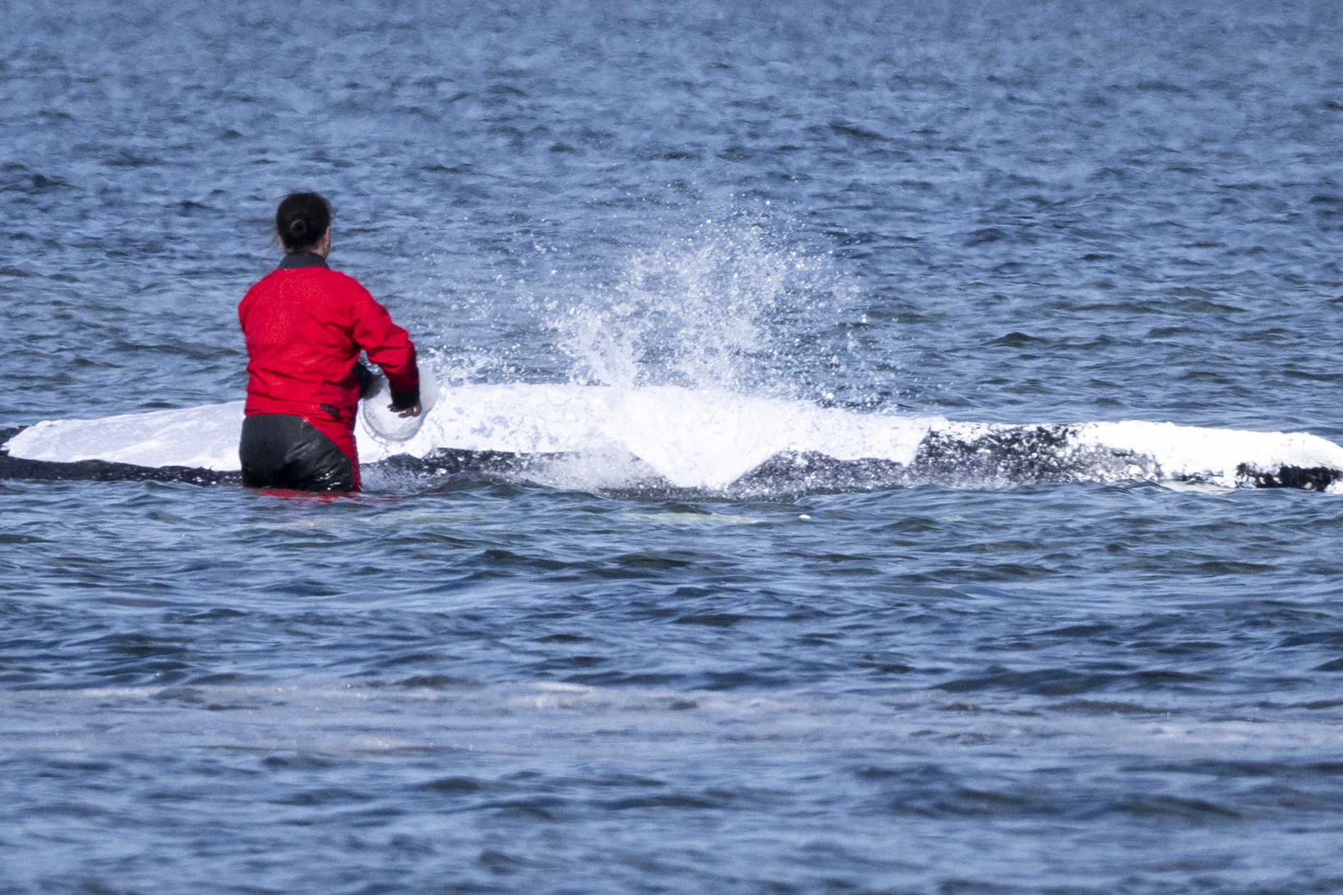 Der Wal auf einer Sandbank vor Wismar in der Ostsee: hier lag das Tier wochenlang fest und wurde von Helfern mit Wasser und Tüchern feucht gehalten