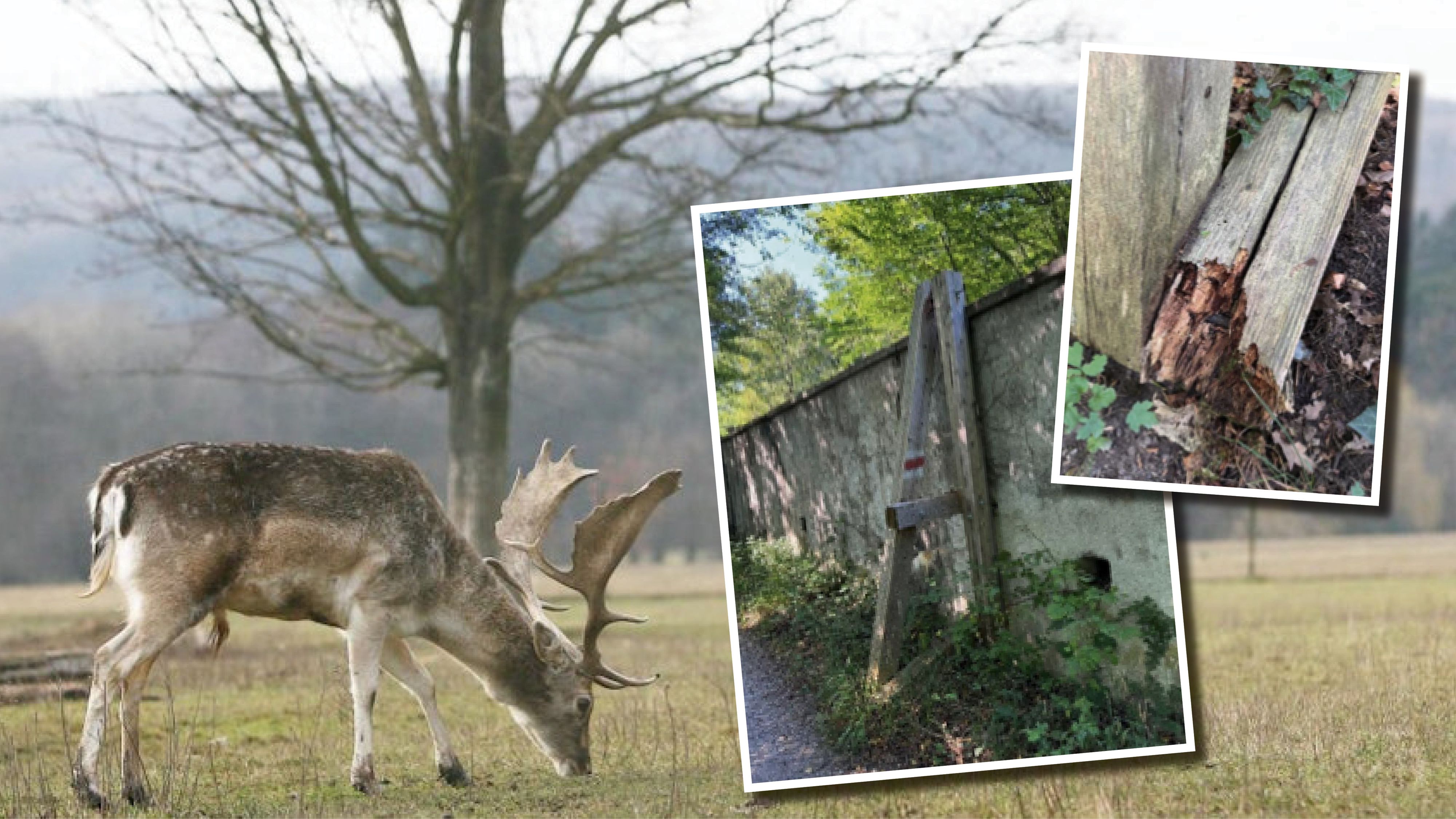 Heute.at - Gefahr im Lainzer Tiergarten – Mauer teils marode
