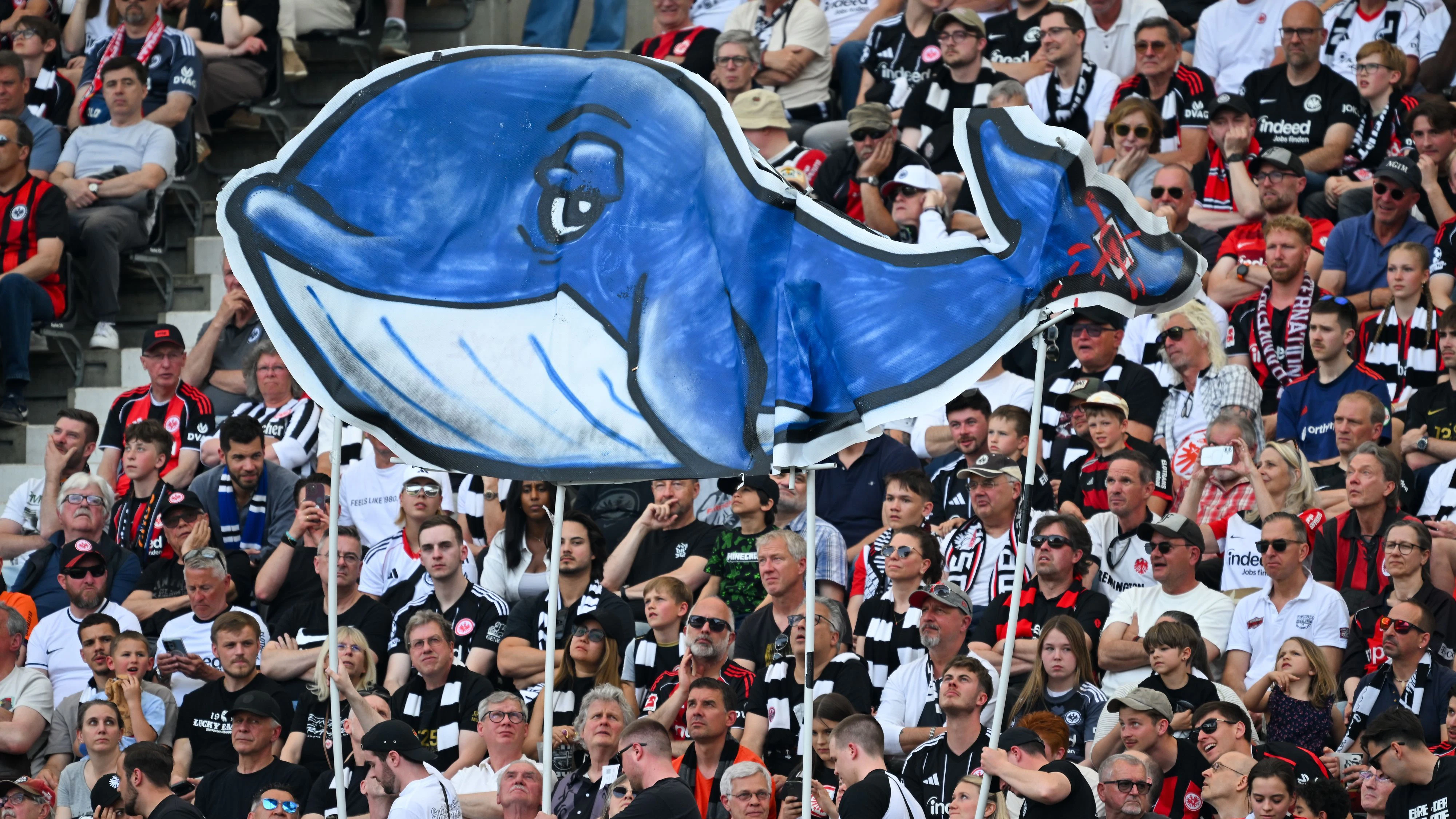 Heute.at - Wal Timmy: So dilettantisch lief Rettung wirklich ab
