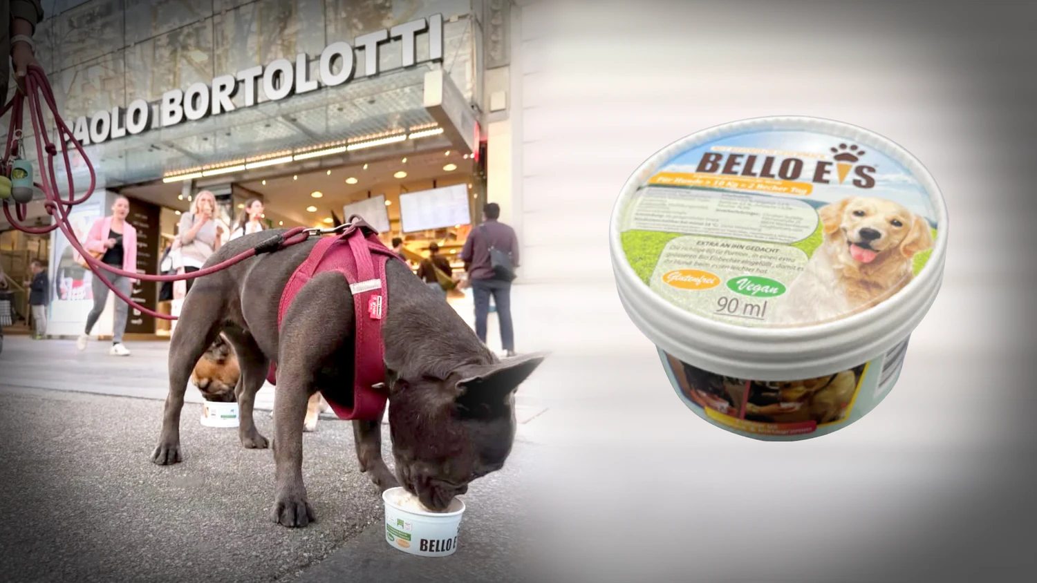 Heute.at - Eis für Hunde: Verkäufer wird selbst zum Vorkoster