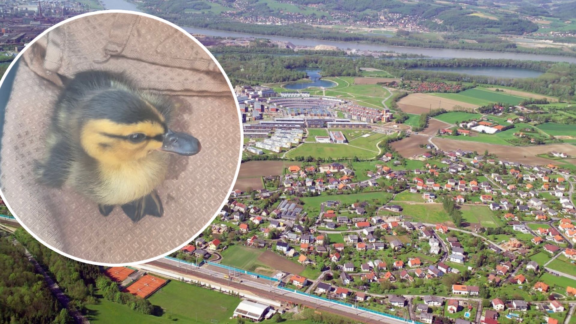 Das Küken wurde in Linz-Pichling gefunden.