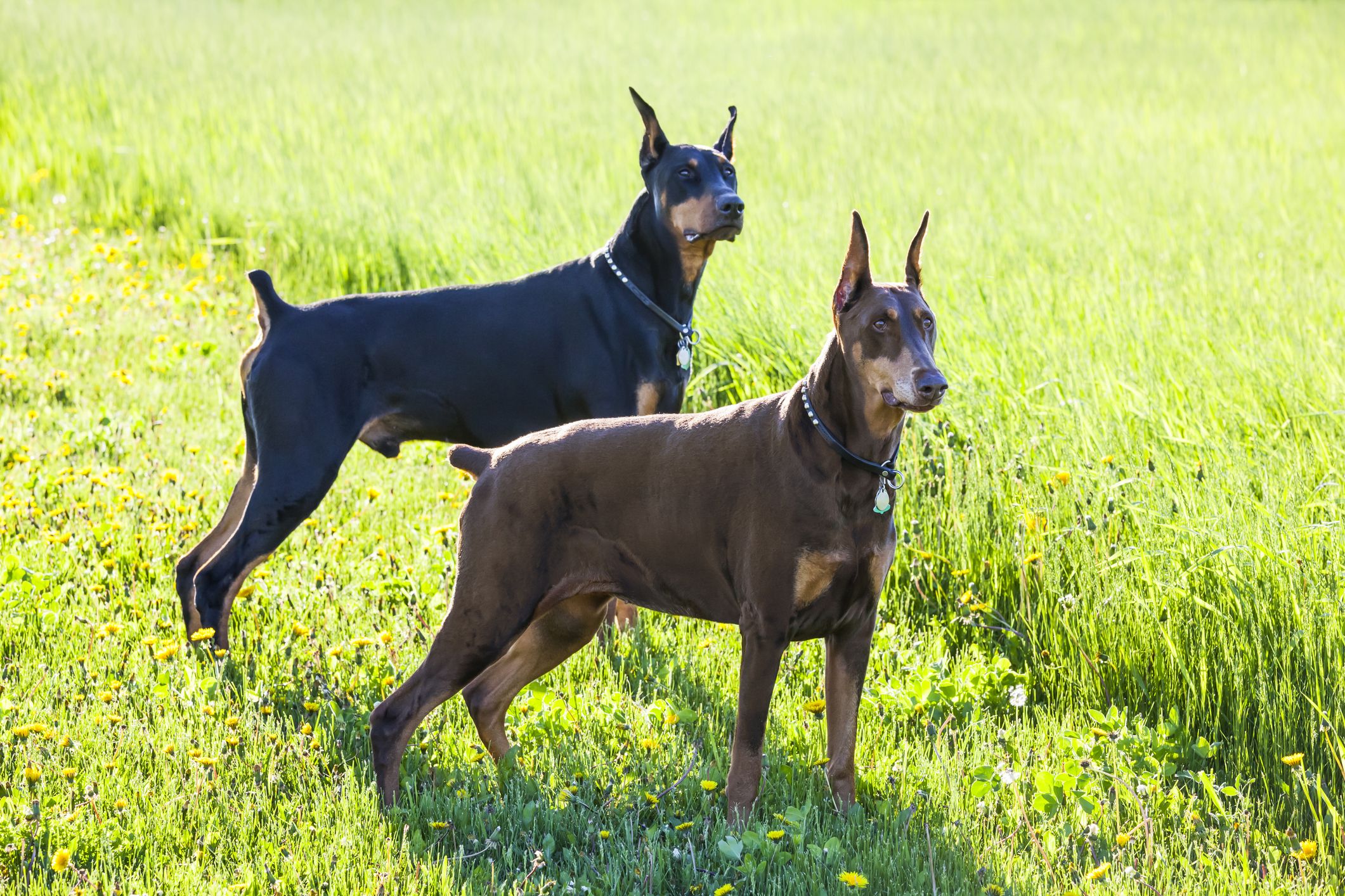 Die Wachhunde der Familie stellten den Mann, der in Panik unter einen abgestellten Traktor flüchtete.