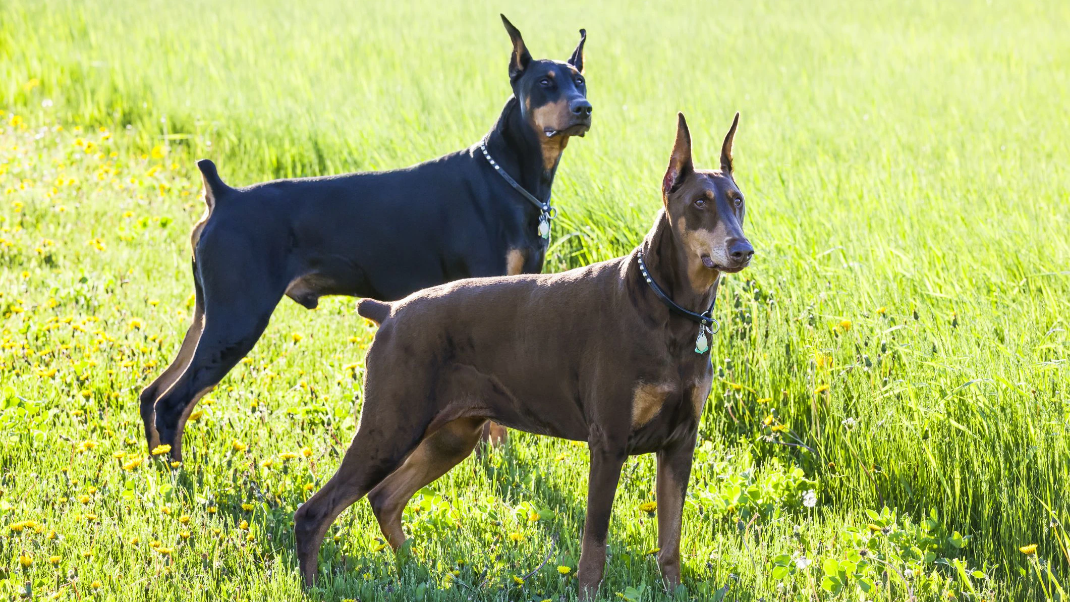 Heute.at - Dreister Dieb plötzlich ganz klein, als ihn Hunde jagen
