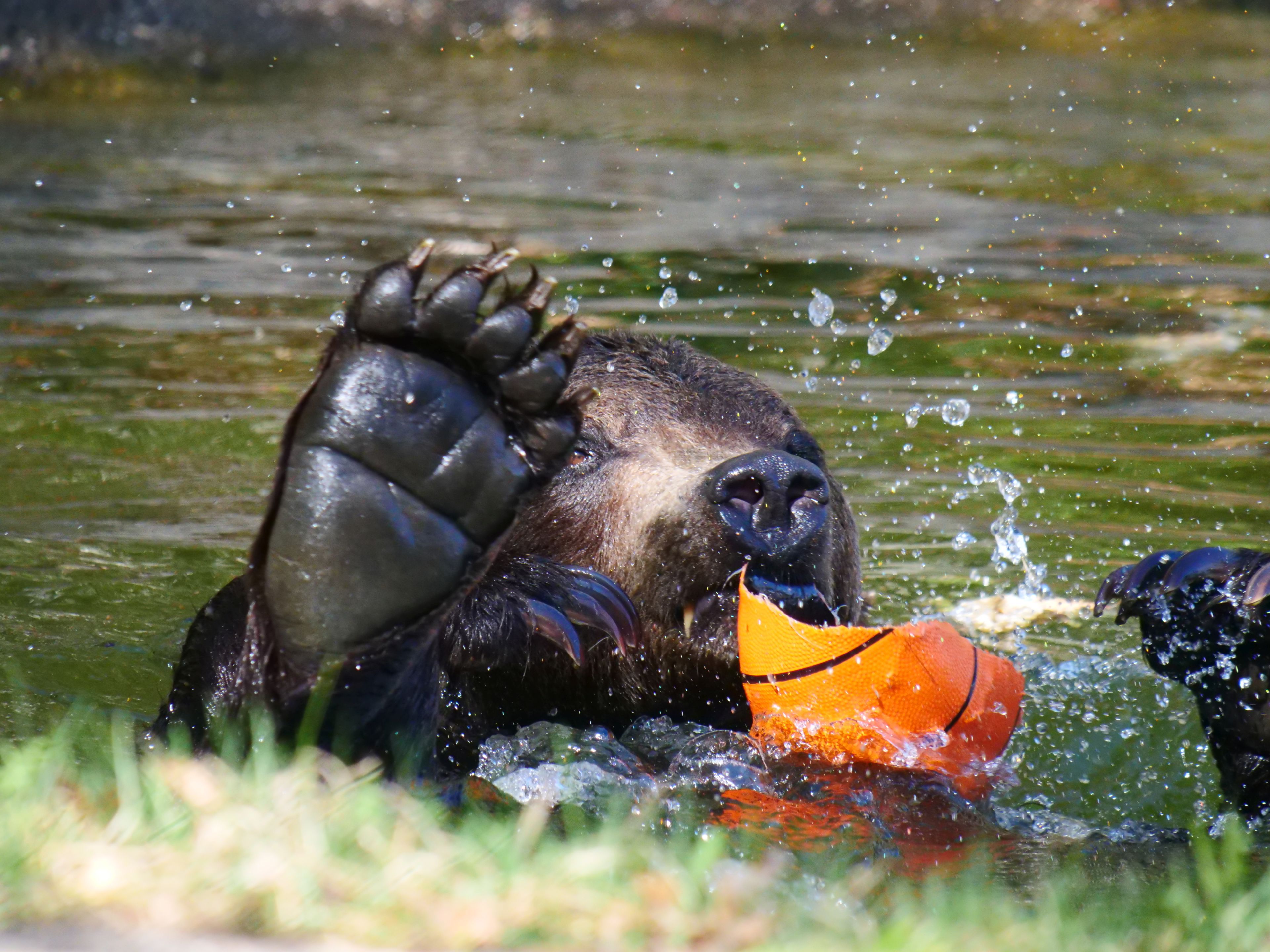 Arbesbach, Austria | 2026 04 25 | Bear Erich in the pond in the outdoor enclosure at BEAR SANCTUARY Arbesbach, Austria  