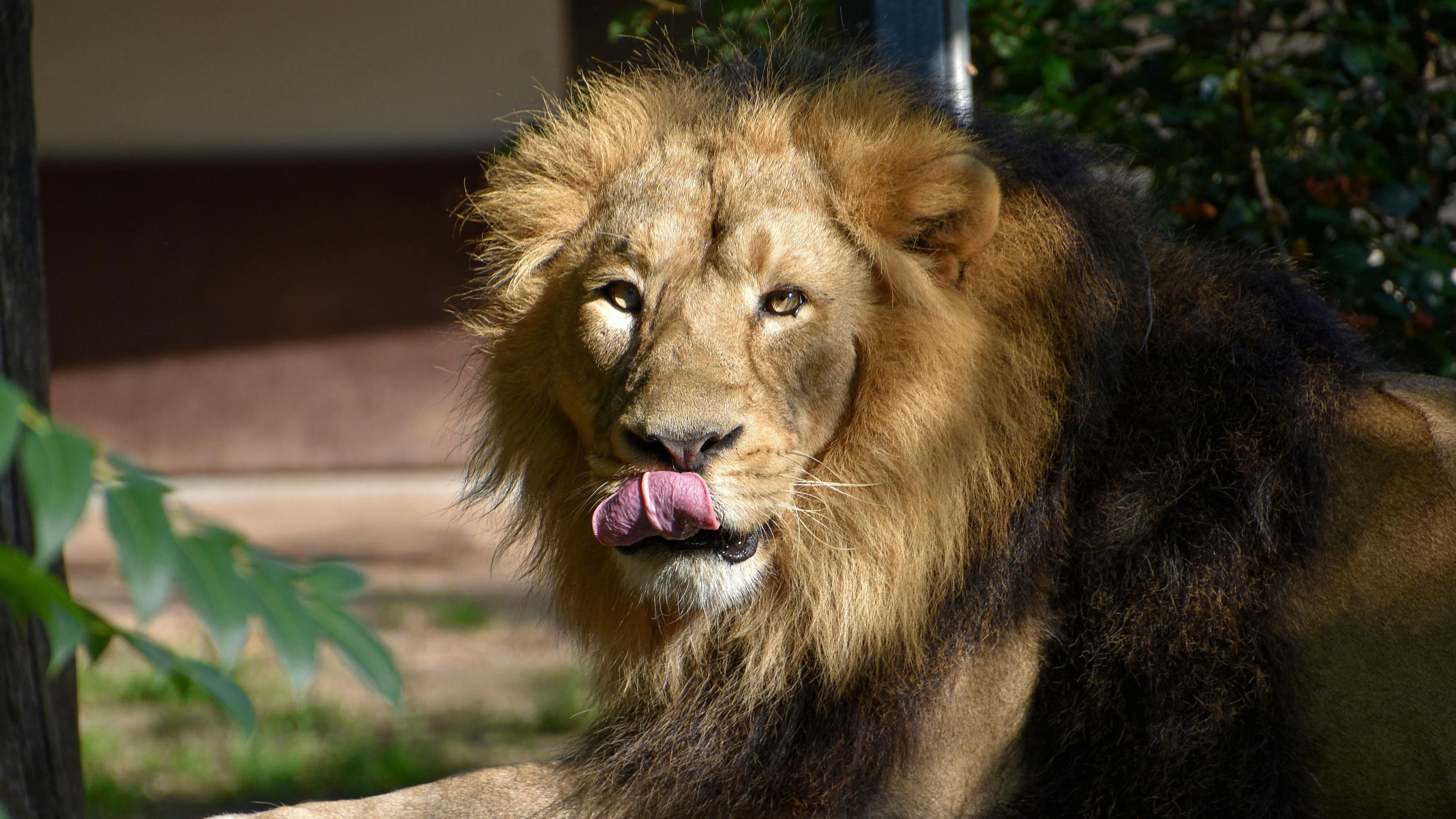 Löwe