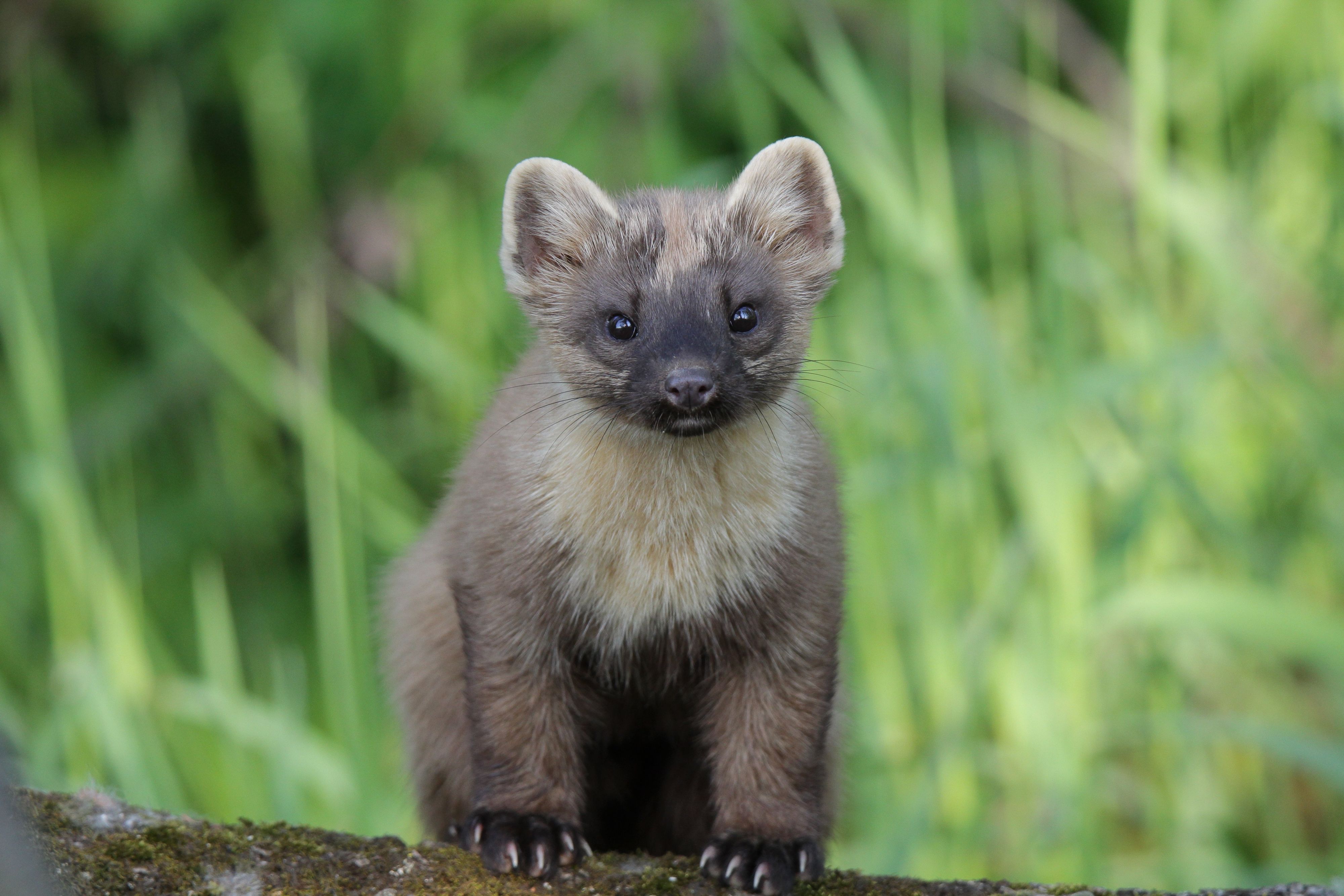 Baummarder-Weibchen sind ganz besonders hingebungsvolle Mütter.