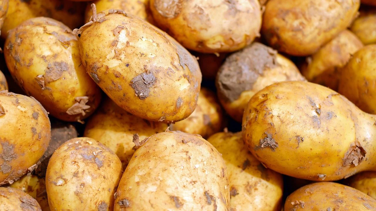 Heute.at - Wie Kartoffeln unsere Gene veränderten