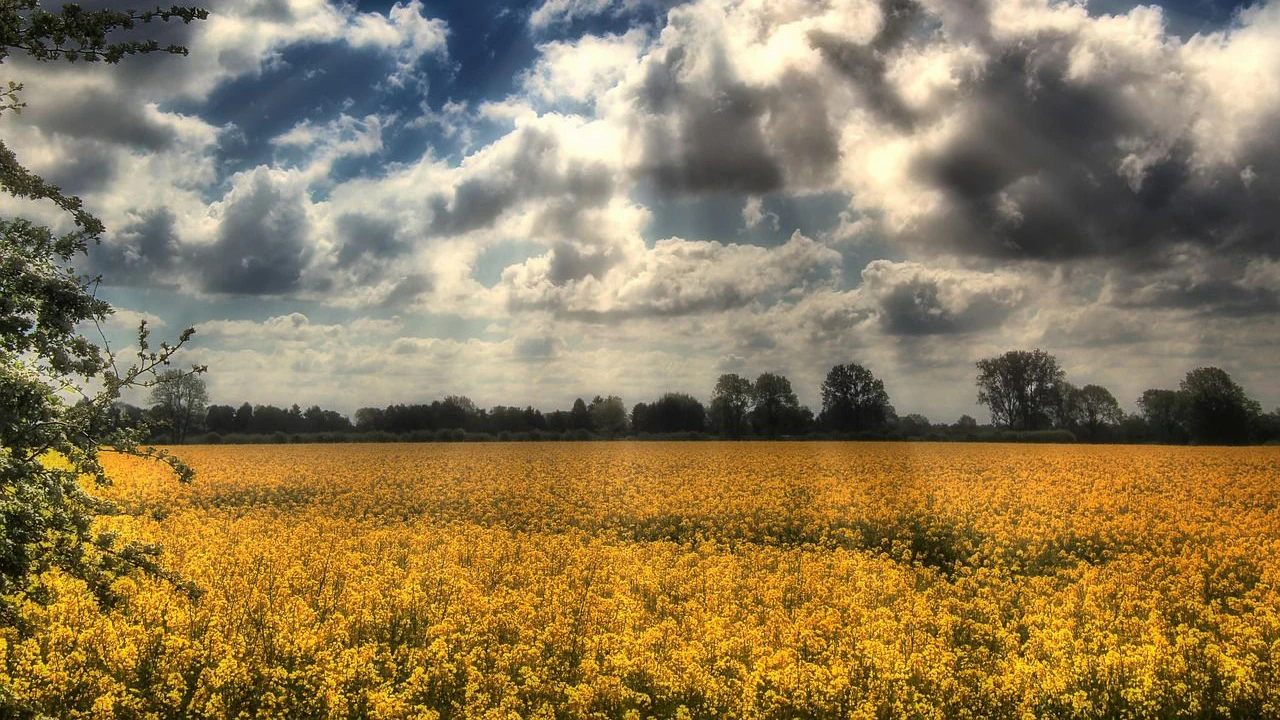 Gelbes Rapsfeld in der Frühlingssonne