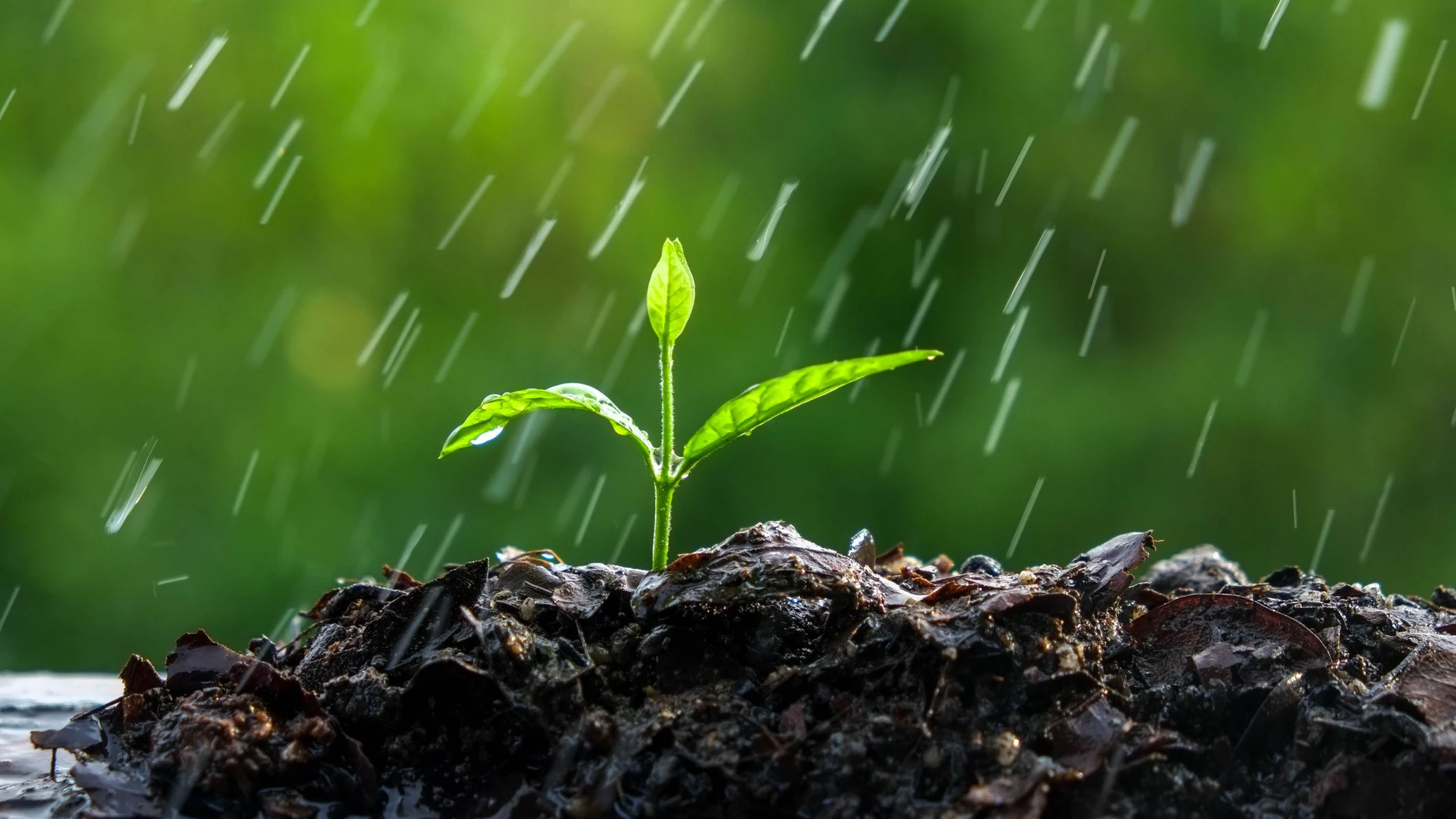Regen ist mehr als willkommen! 